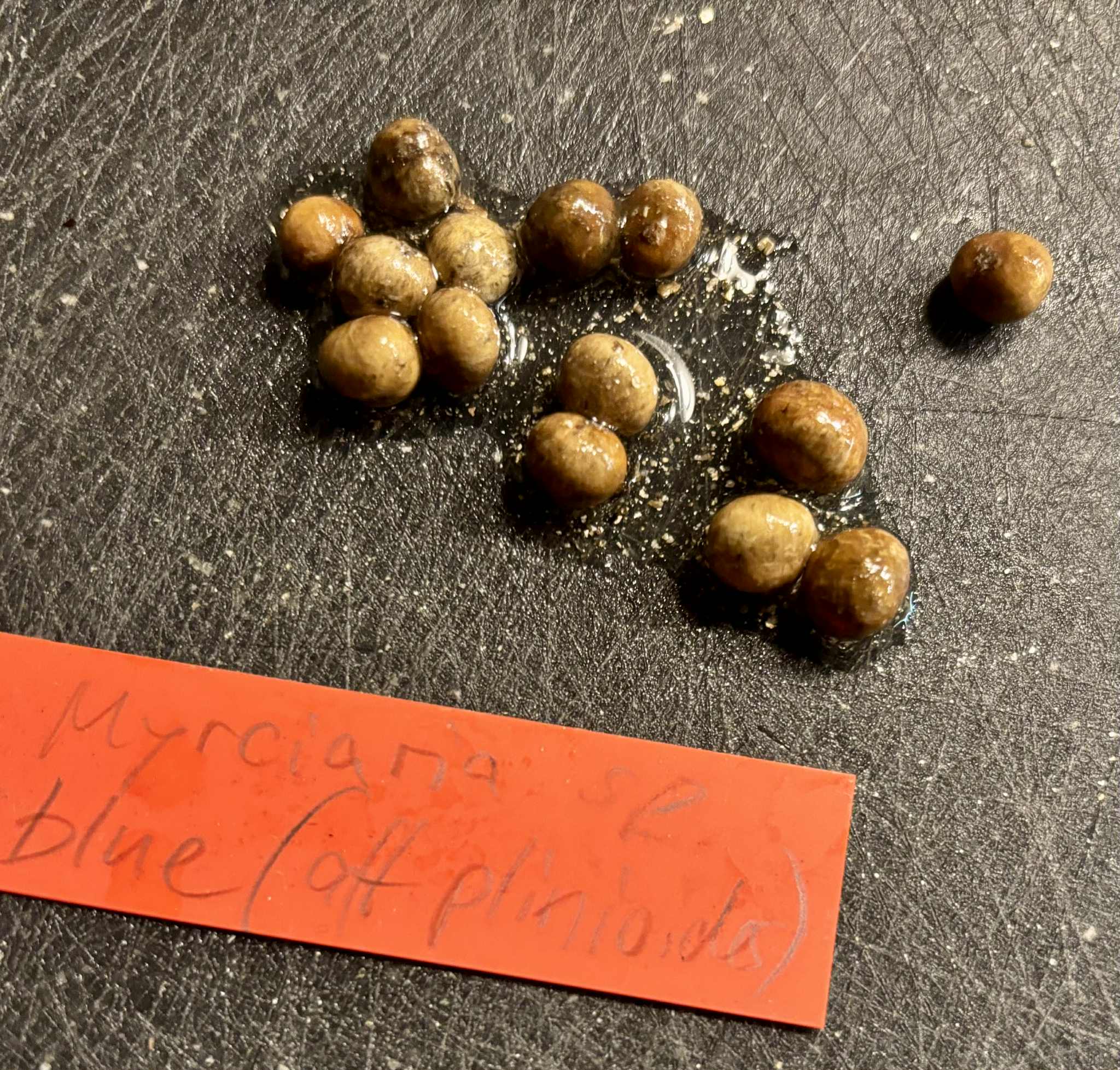 Myrciaria aff plinioides-  1 fresh seed / 1 frischer Samen