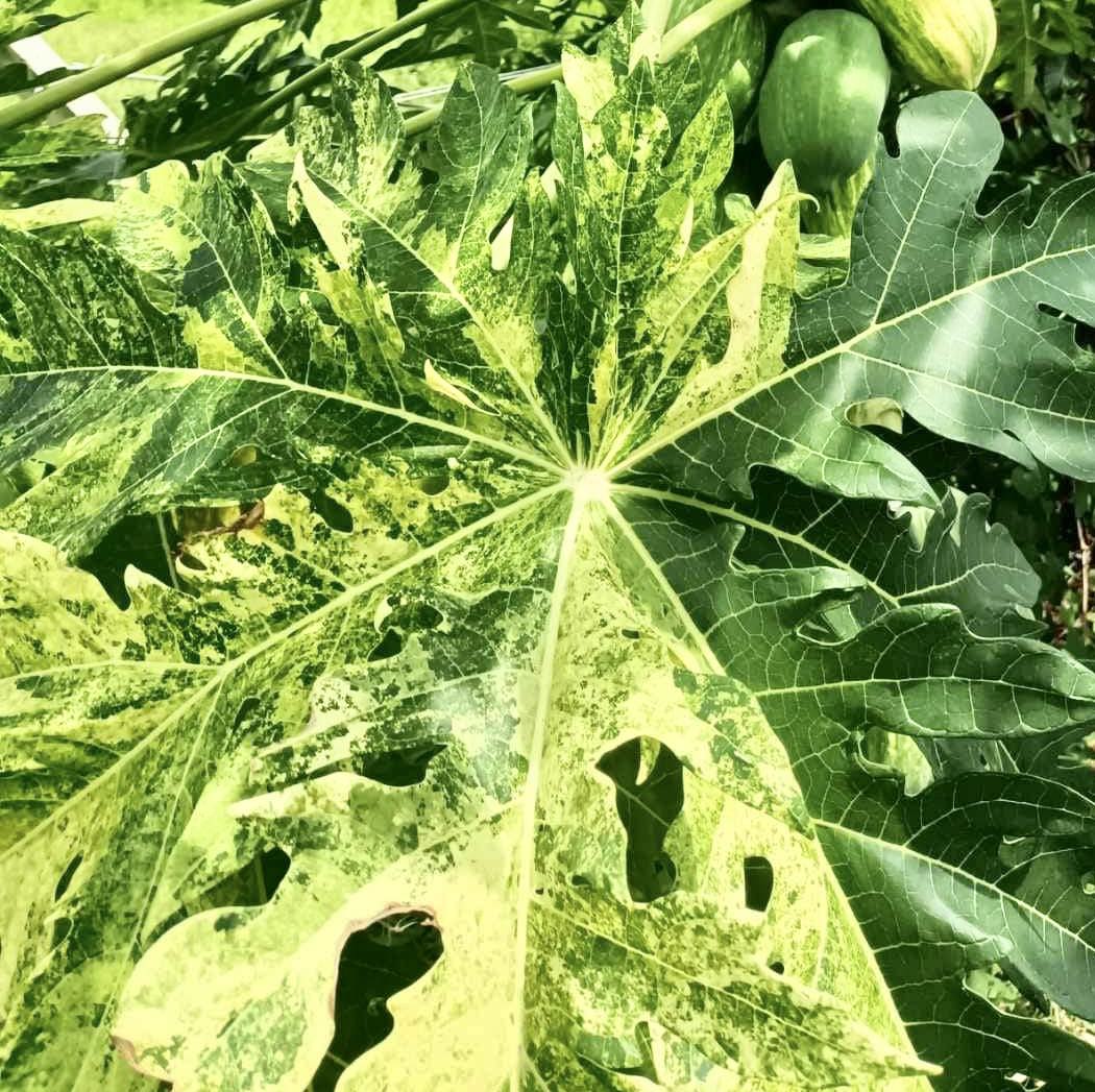 Variegated Papaya (Carica papaya) - 1 fresh seed / 1 frischer Samen
