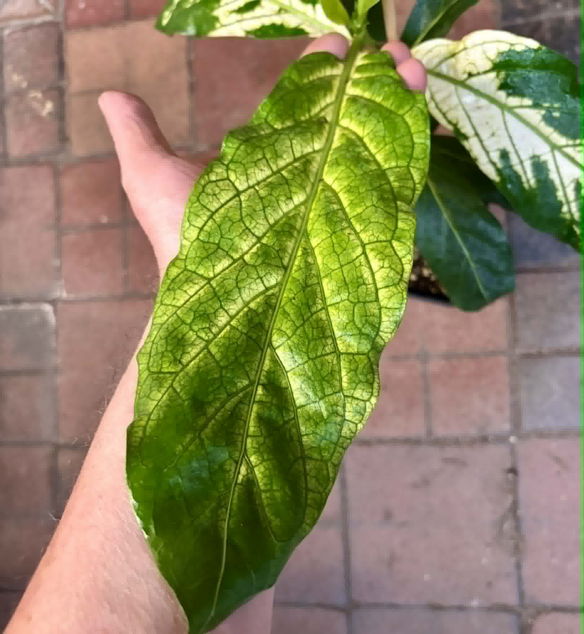 Noni Variegated (Morinda citrifolia) - 1 potted plant / 1 getopfte Pflanze