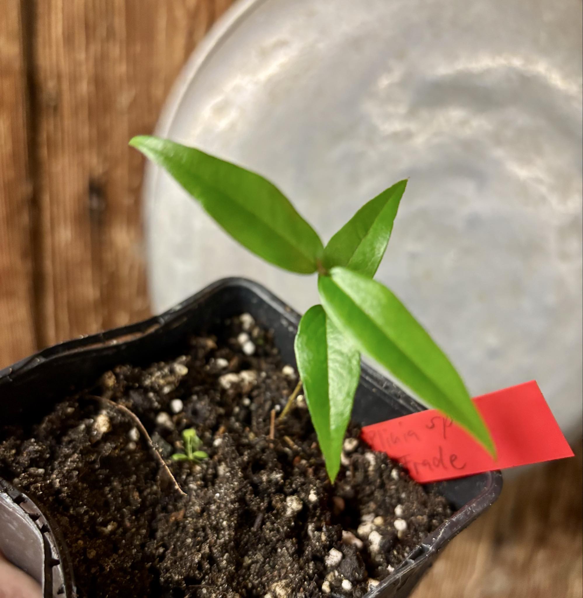 Plinia sp. do Frade - 1 potted seedling / 1 getopfter Sämling