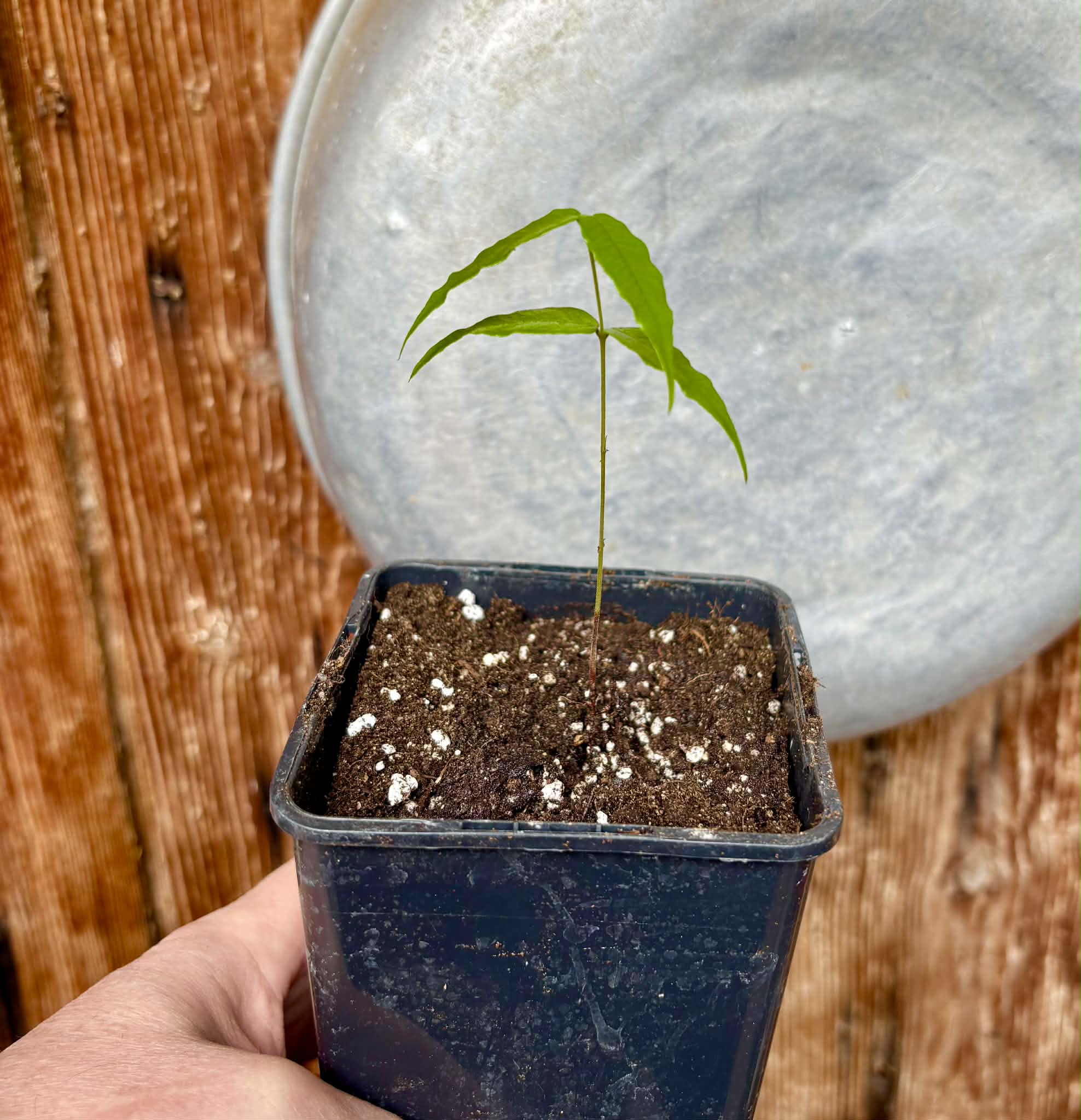Myrciaria sp Jaboticaba - 1 potted seedling / 1 getopfter Sämling