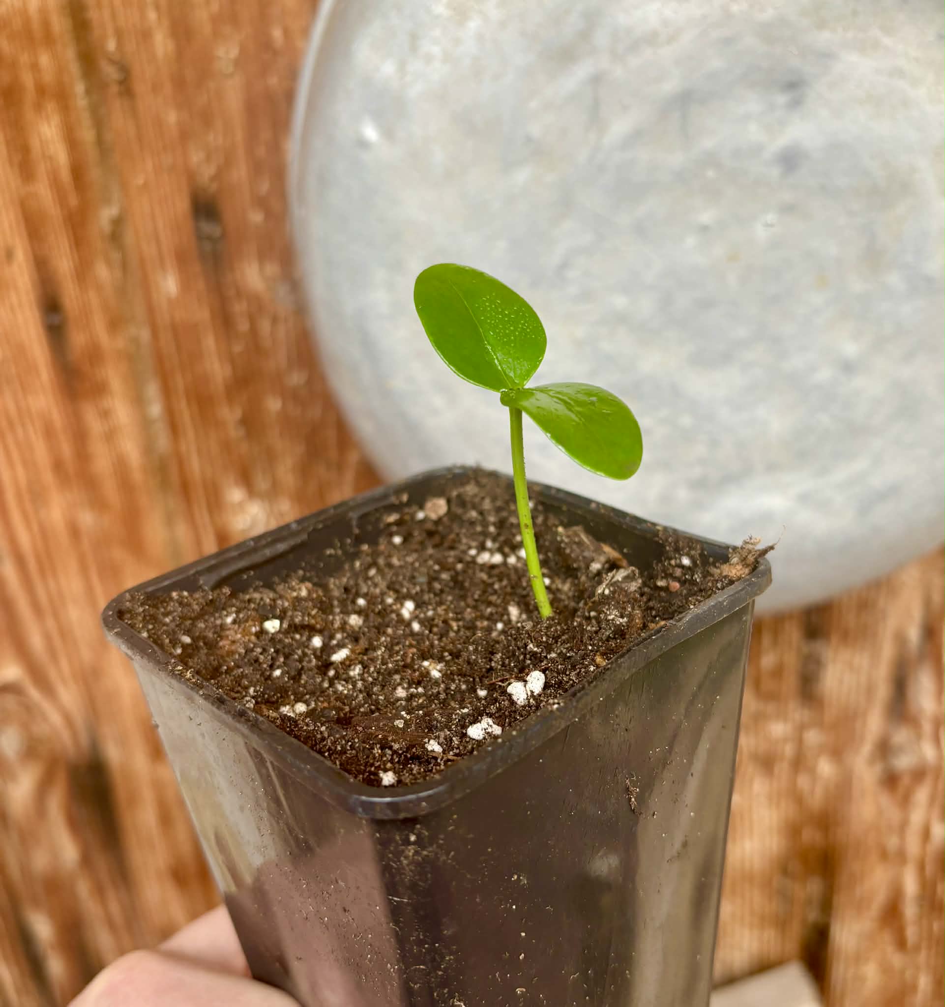 Star-Anise (Illicium verum) - 1 potted seedling / 1 getopfter Sämling