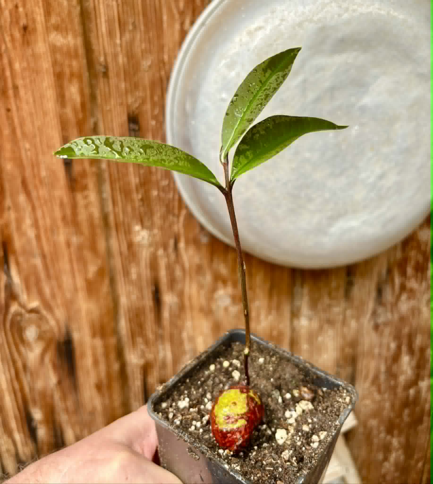 Eugenia sp Maca BIG -  1 potted seedling / 1 getopfter Sämling