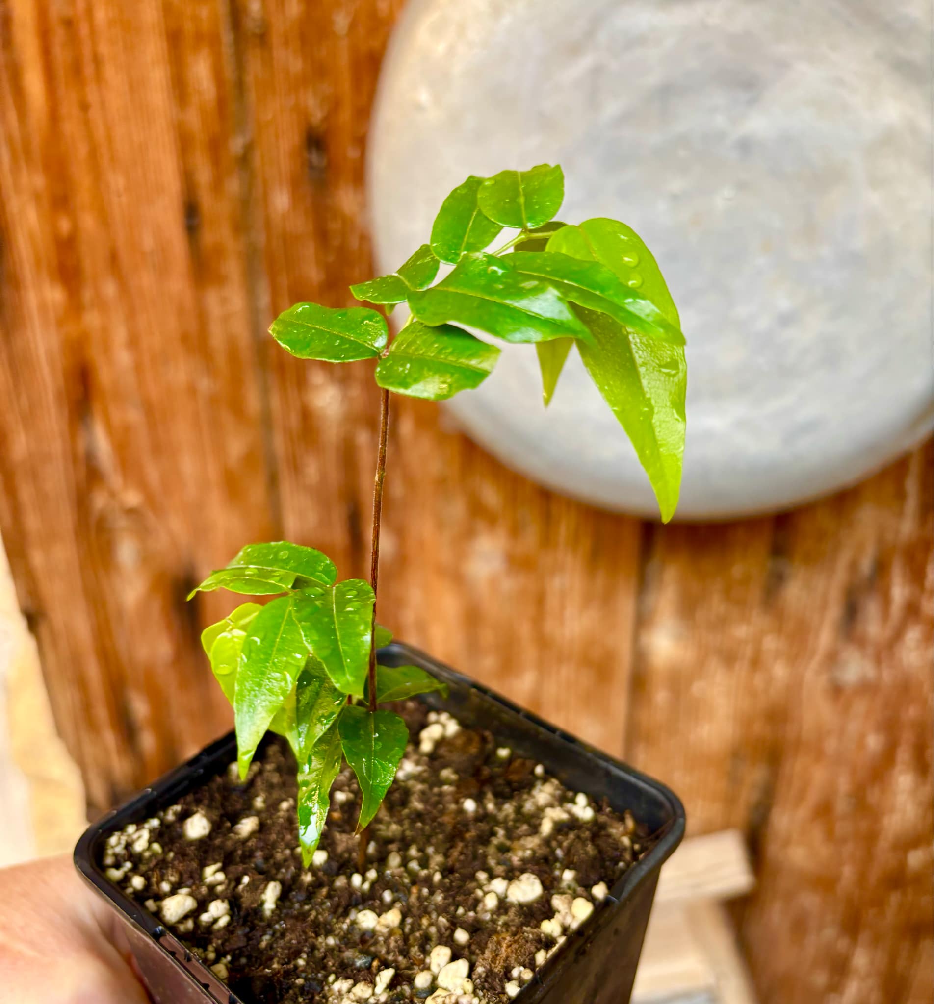 Myrciaria sp Jaboticaba - 1 potted plant / 1 getopfte Pflanze