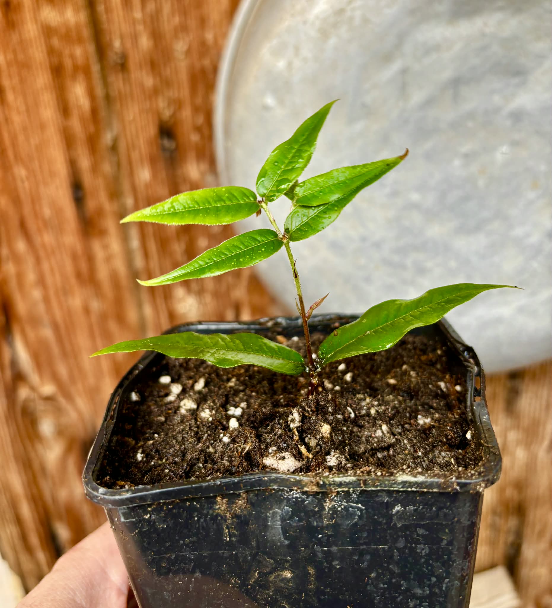 Plinia aureana "Branca Costada"  - 1 rooted, potted cutting / 1 bewurzelter, getopfter Steckling