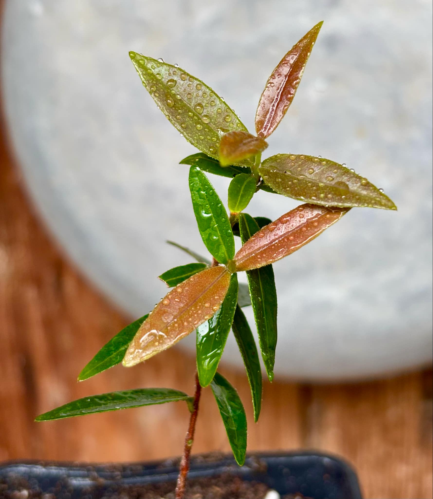Guamirim amarelo (Calyptranthes sp) - potted plant / getopfte Pflanze