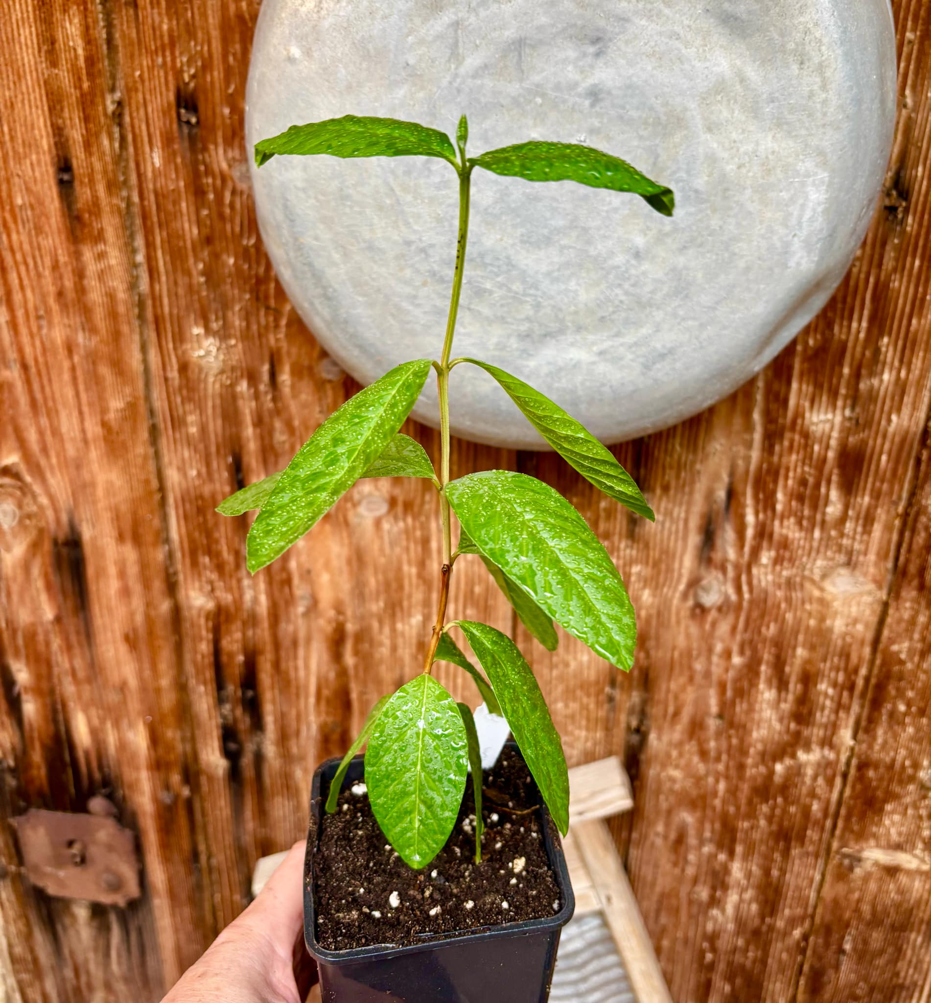 Psidium guajava - Peach - 1 potted plant / 1 getopfte Pflanze