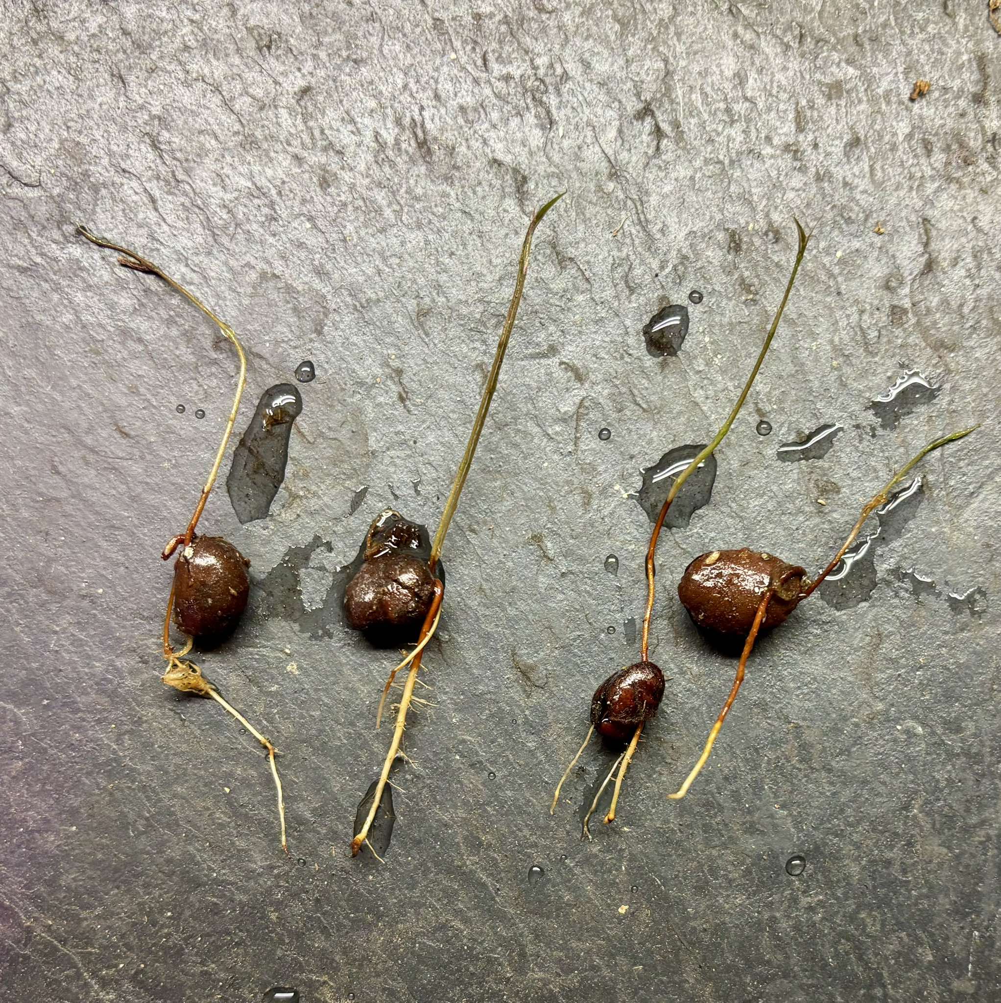 last 4 seeds - Plinia sp Rajada Cabo longo verde -  1 germinated seed / 1 gekeimter Samen