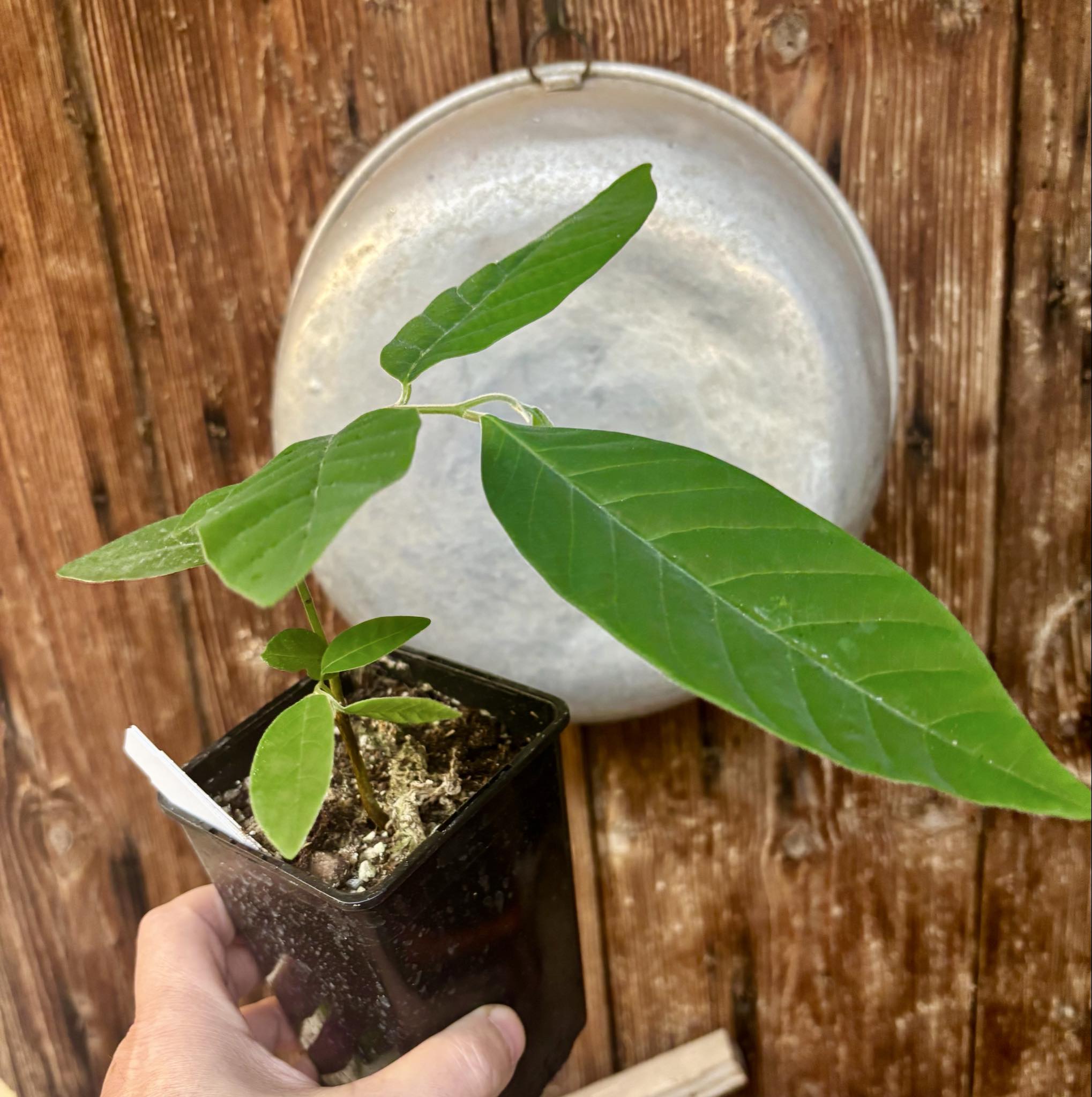 Annona sylvatica - 1 potted plant / 1 getopfte Pflanze