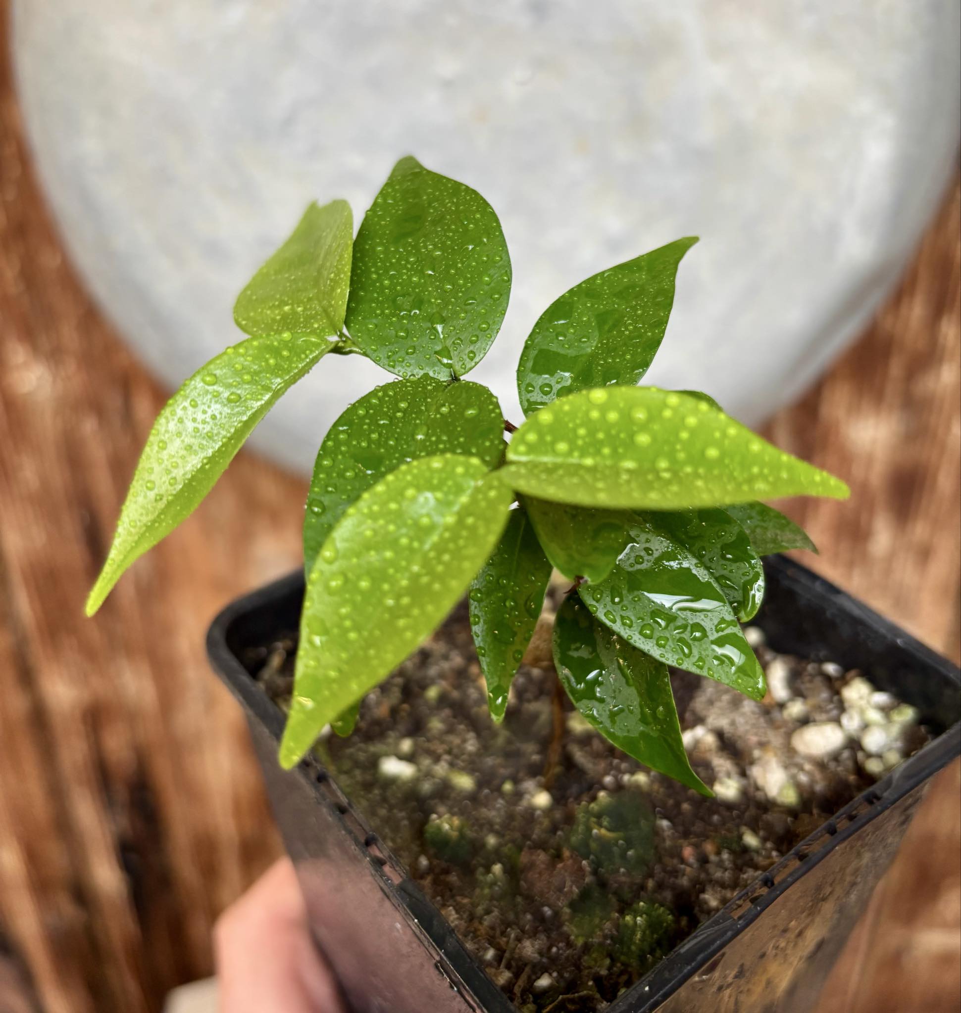 Eugenia sp Amarela Redonda - 1 potted seedling / 1 getopfter Sämling