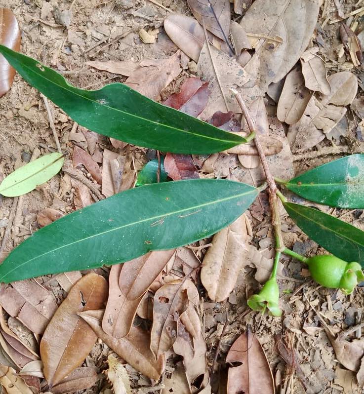 Syzygium (Eugenia) sp Jambo da Mata -  1 small potted seedling / 1 kleiner, getopfter Sämling
