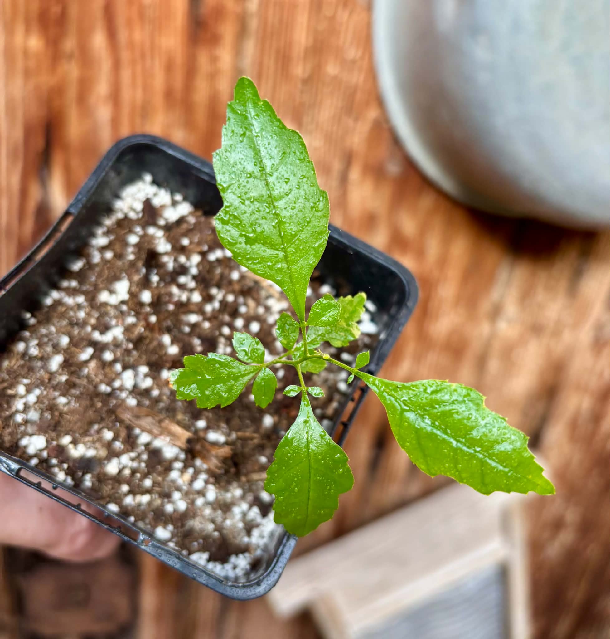 Allophylus edulis - Chal-Chal / Fruta de Pomba - 1 potted seedling / 1 getopfter Sämling
