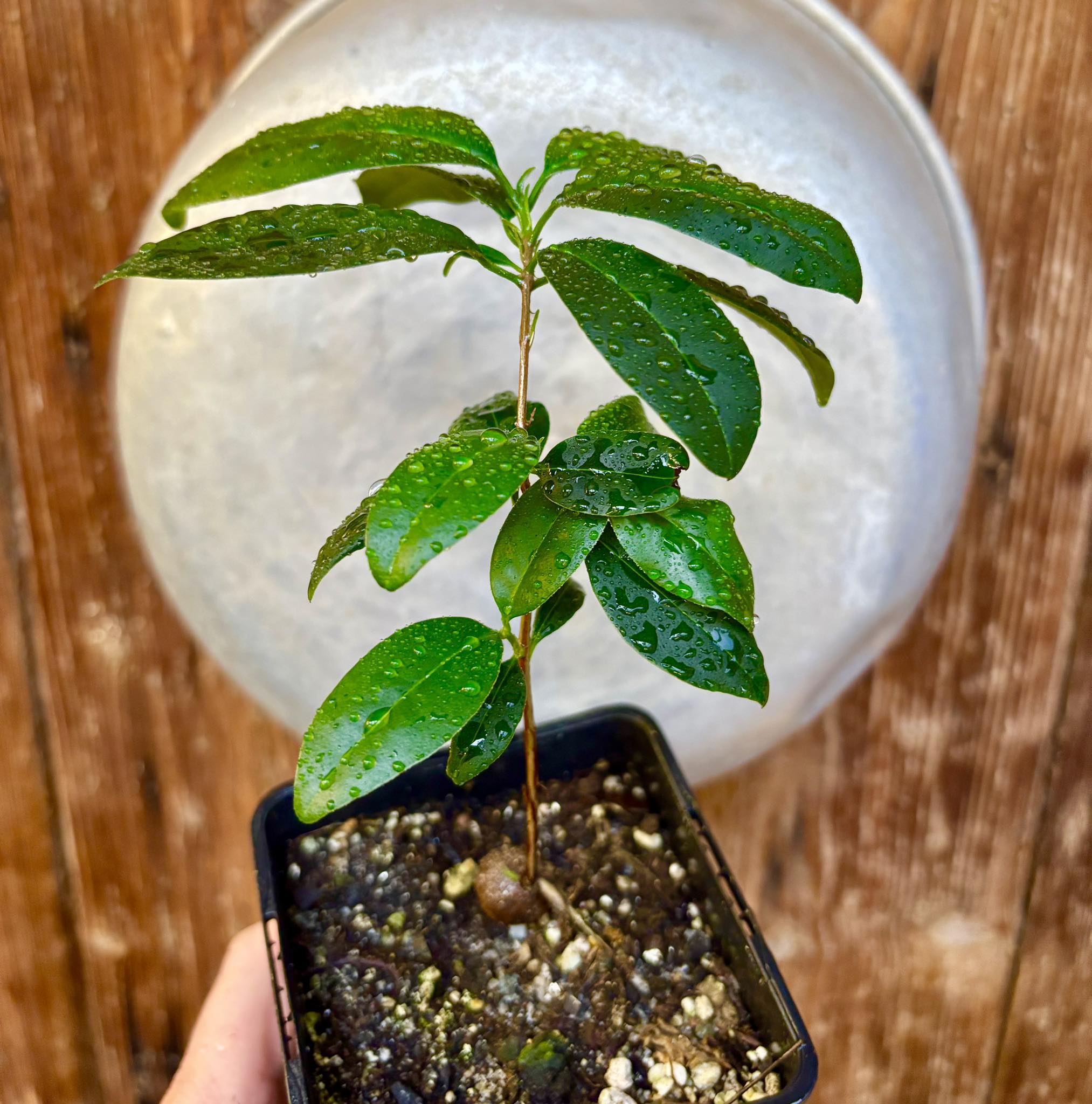 Eugenia dichroma - Pitanga Fanta - 1 potted seedling / 1 getopfter Sämling