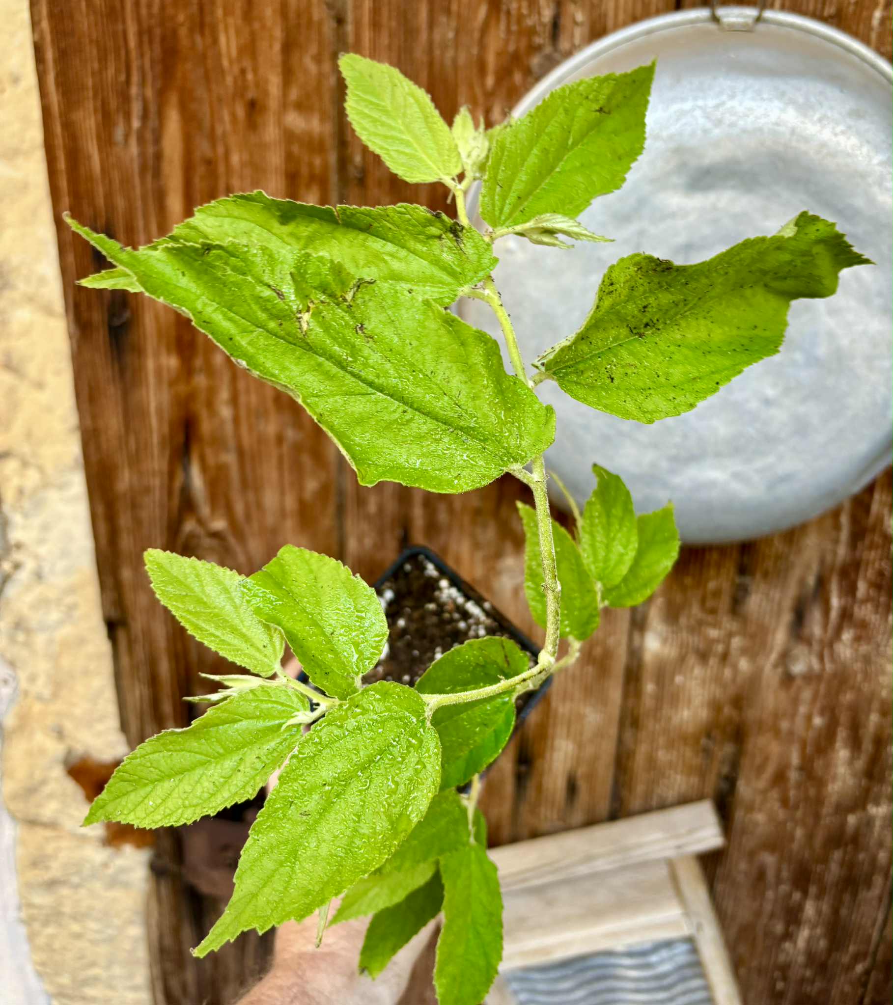 rooted cutting - Muntingia calabura (Jamaika Cherry / Panama Cherry) - 1 potted plant / 1 getopfte Pflanze