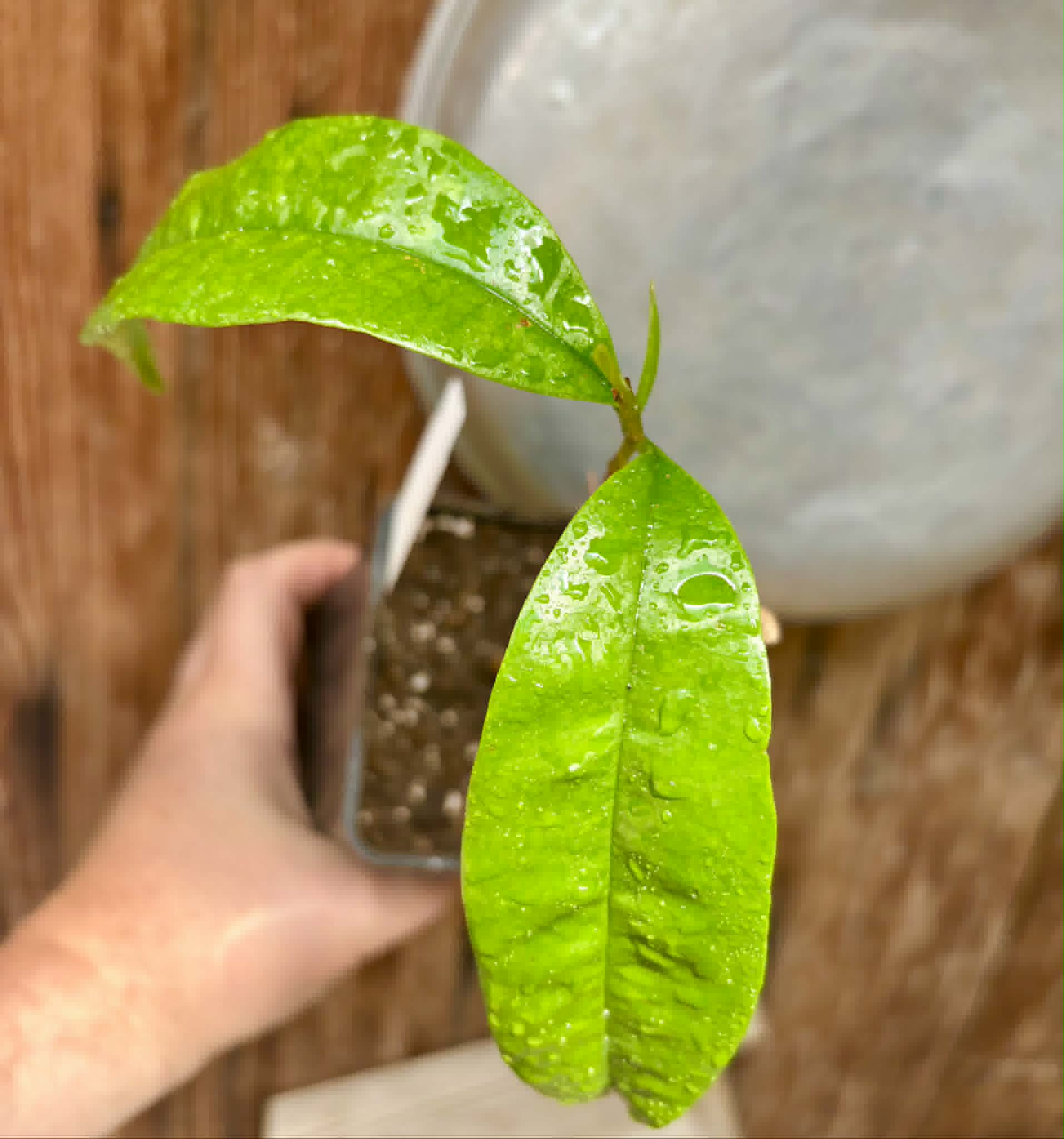 last plant - Eugenia sp Cereja Grande da Bahia - 1 potted plant / 1 getopfte Pflanze