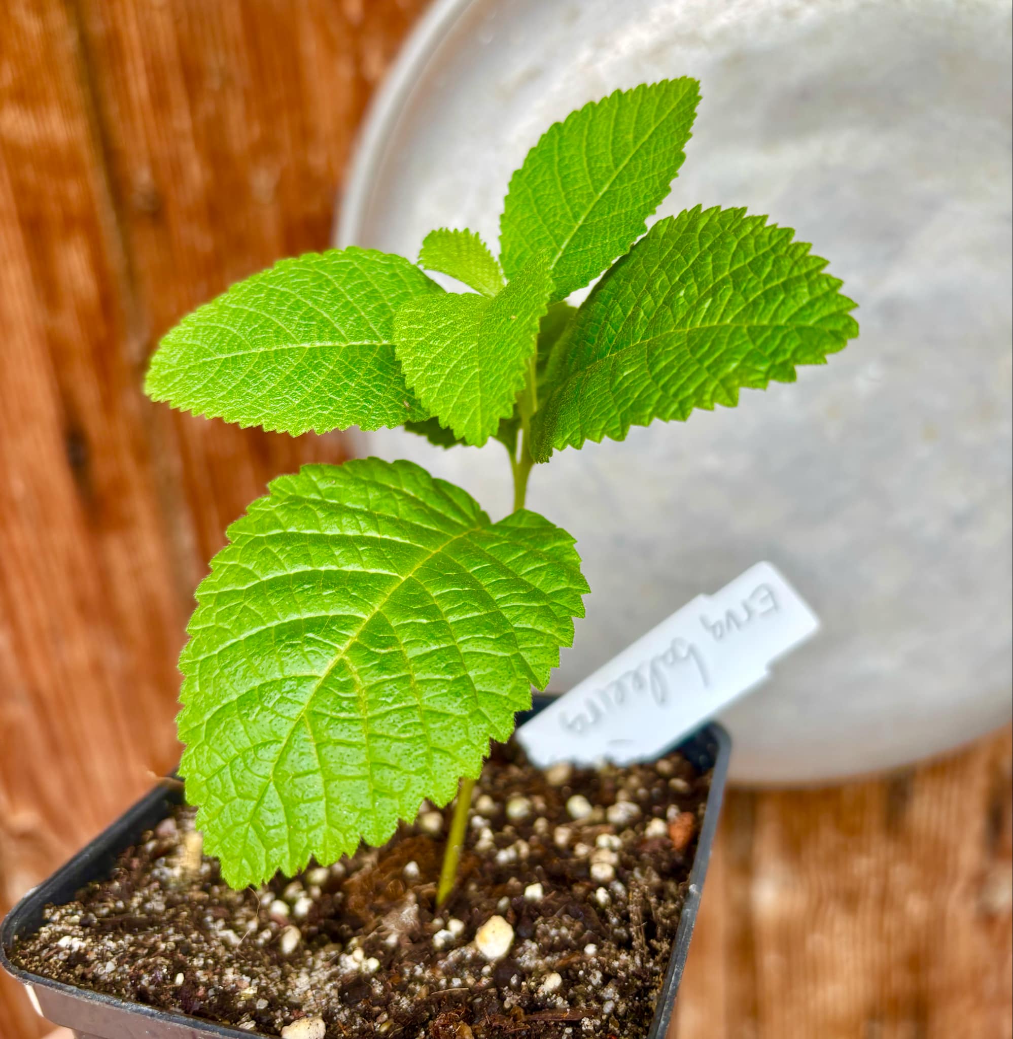 Erva baleeira  (Cordia verbenacia) - 1 potted plant / 1 getopfte Pflanze