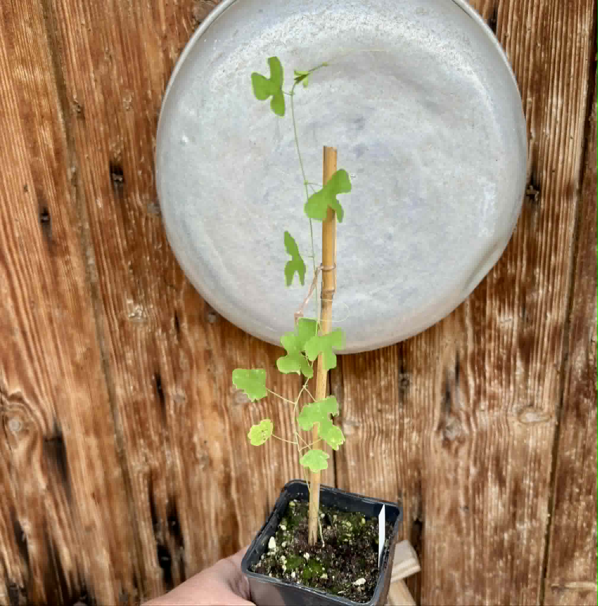 only 1 available - Passiflora edmundoi - 1 potted plant / 1 getopfte Pflanze