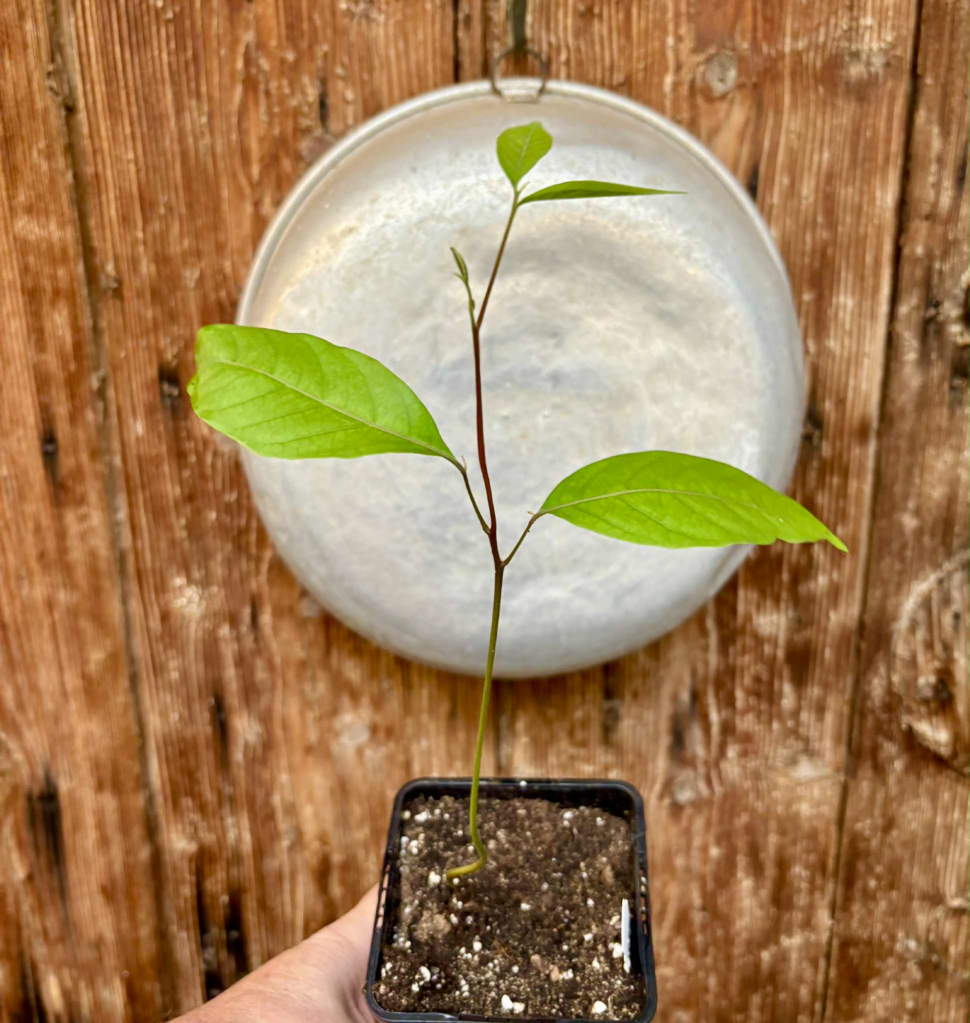 Nephelium lappaceum - Rambutan - 1 potted seedling / 1 getopfter Sämling