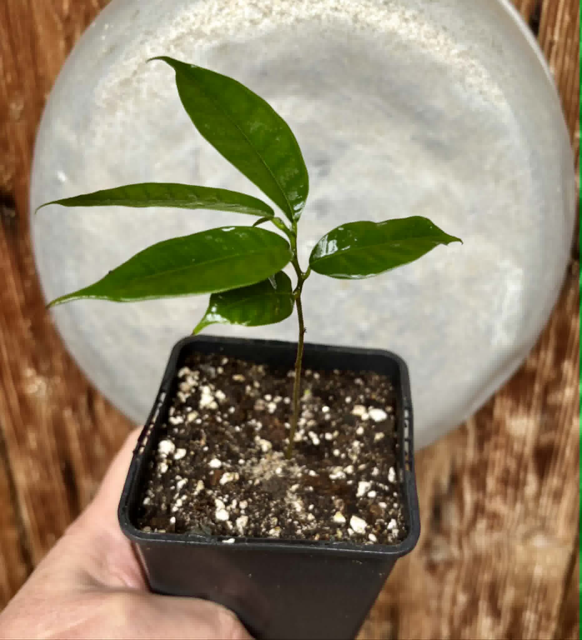 Kesusu (Prainea limpato) - 1 potted seedling / 1 getopfter Sämling
