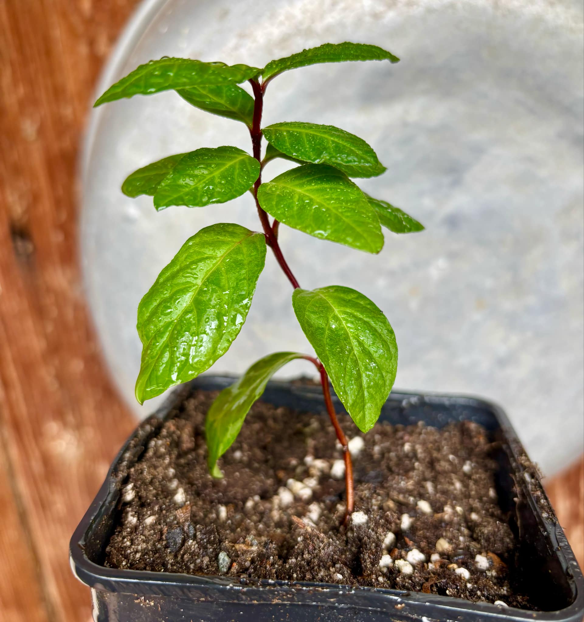 Psidium guajava - Red Malaysian Guava - 1 small potted plant / 1 kleine, getopfte Pflanze Psidium guajava - Red Malaysian Guava - 1 small potted plant / 1 kleine, getopfte Pflanze