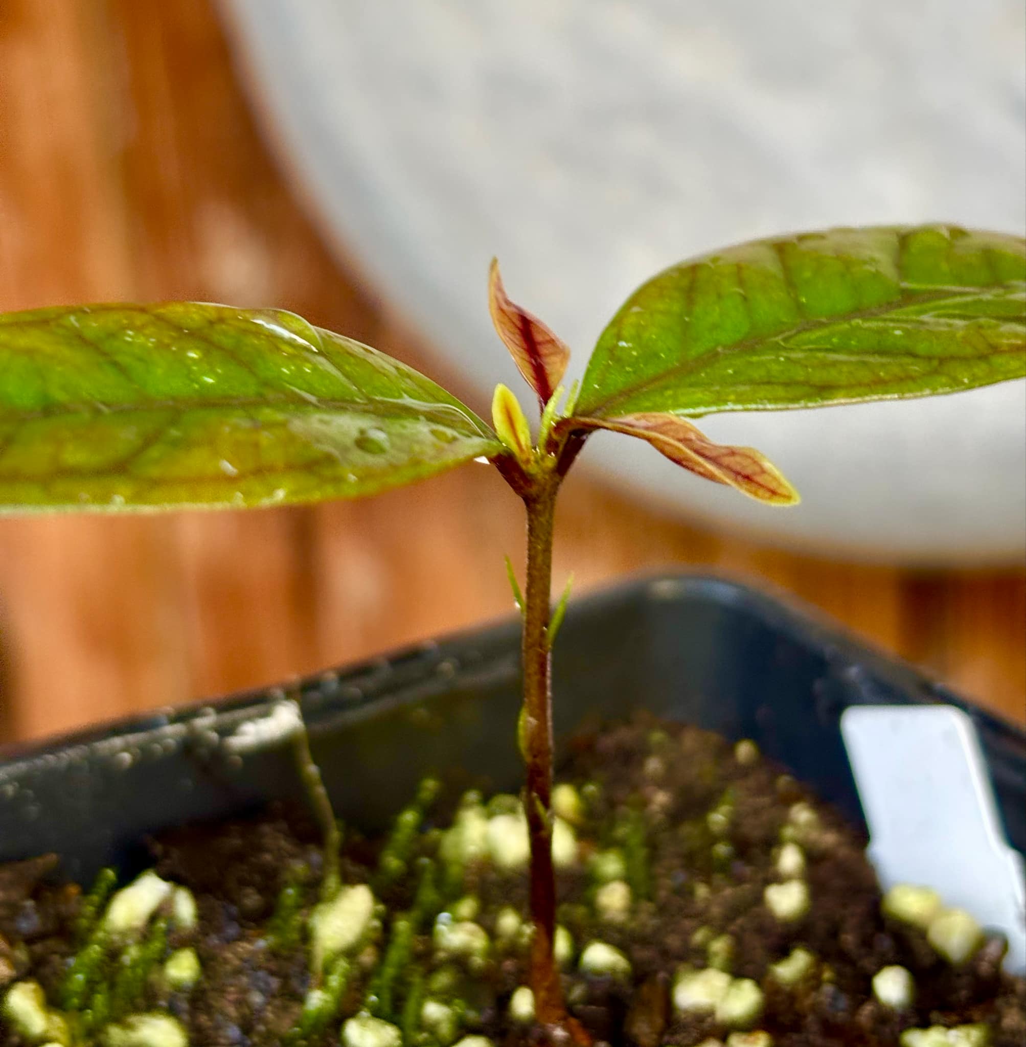 Eugenia sp de Talo -  1 small potted seedling / 1 kleiner, getopfter Sämling