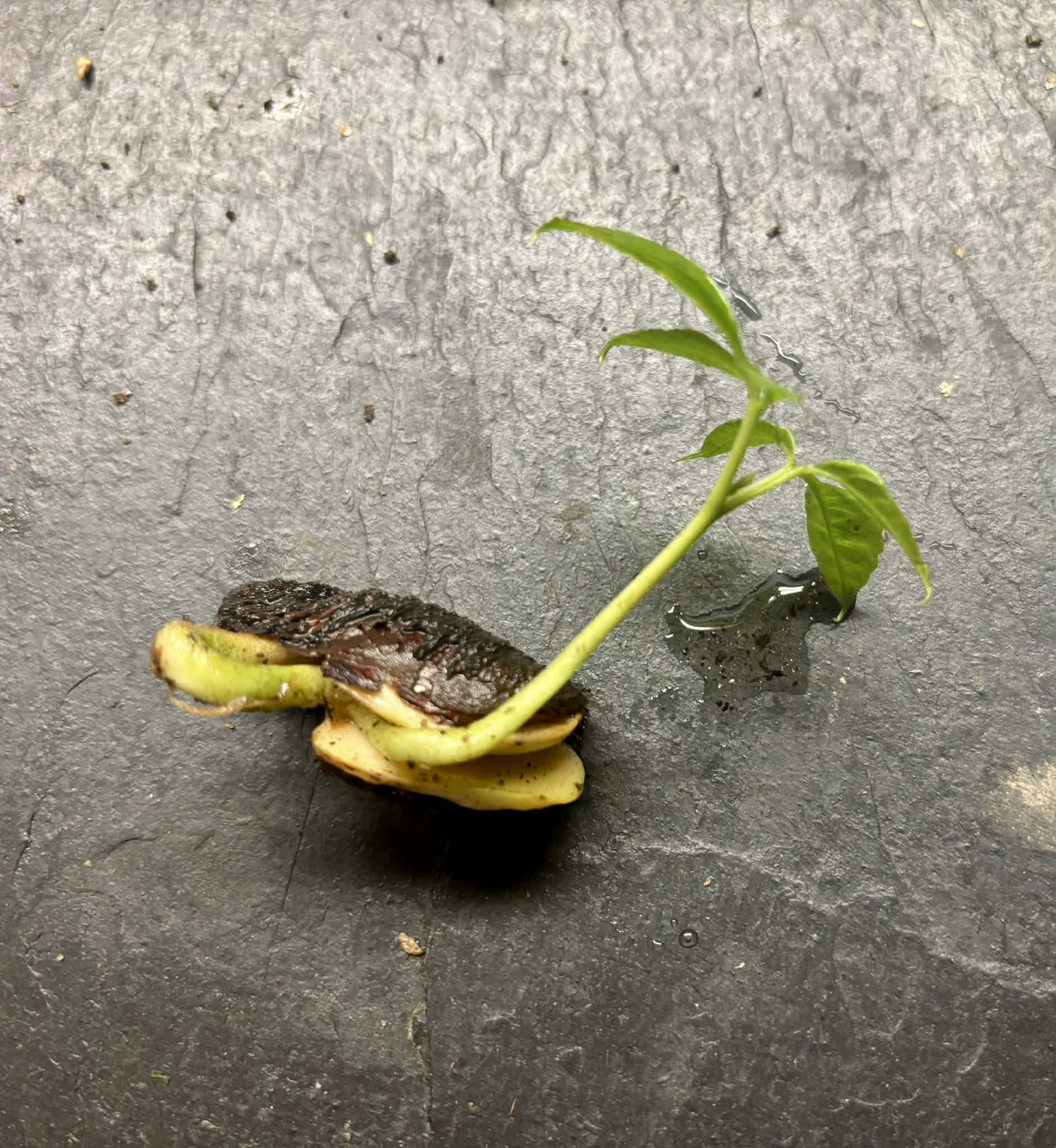 Santol (Sandoricum koetjape)  - 1 germinated seed / 1gekeimter Samen