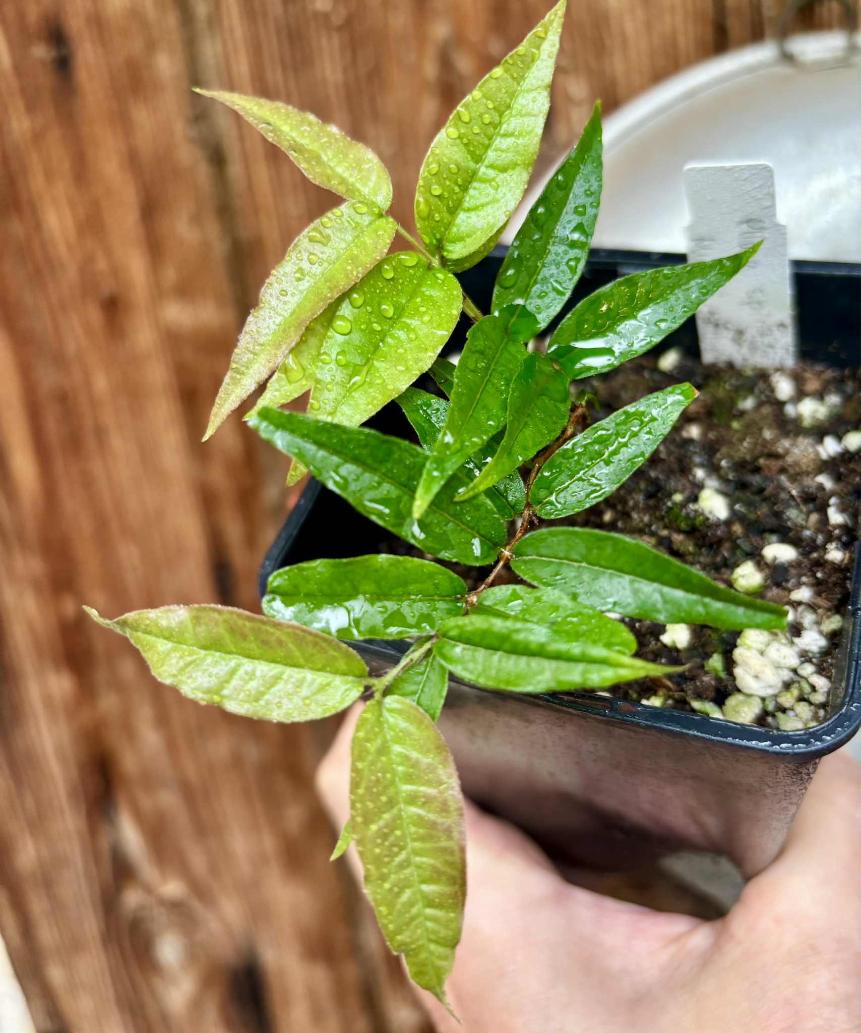 Plinia spiritosantensis var. Mucuri Velvet - 1 potted plant/ 1 getopfte Pflanze