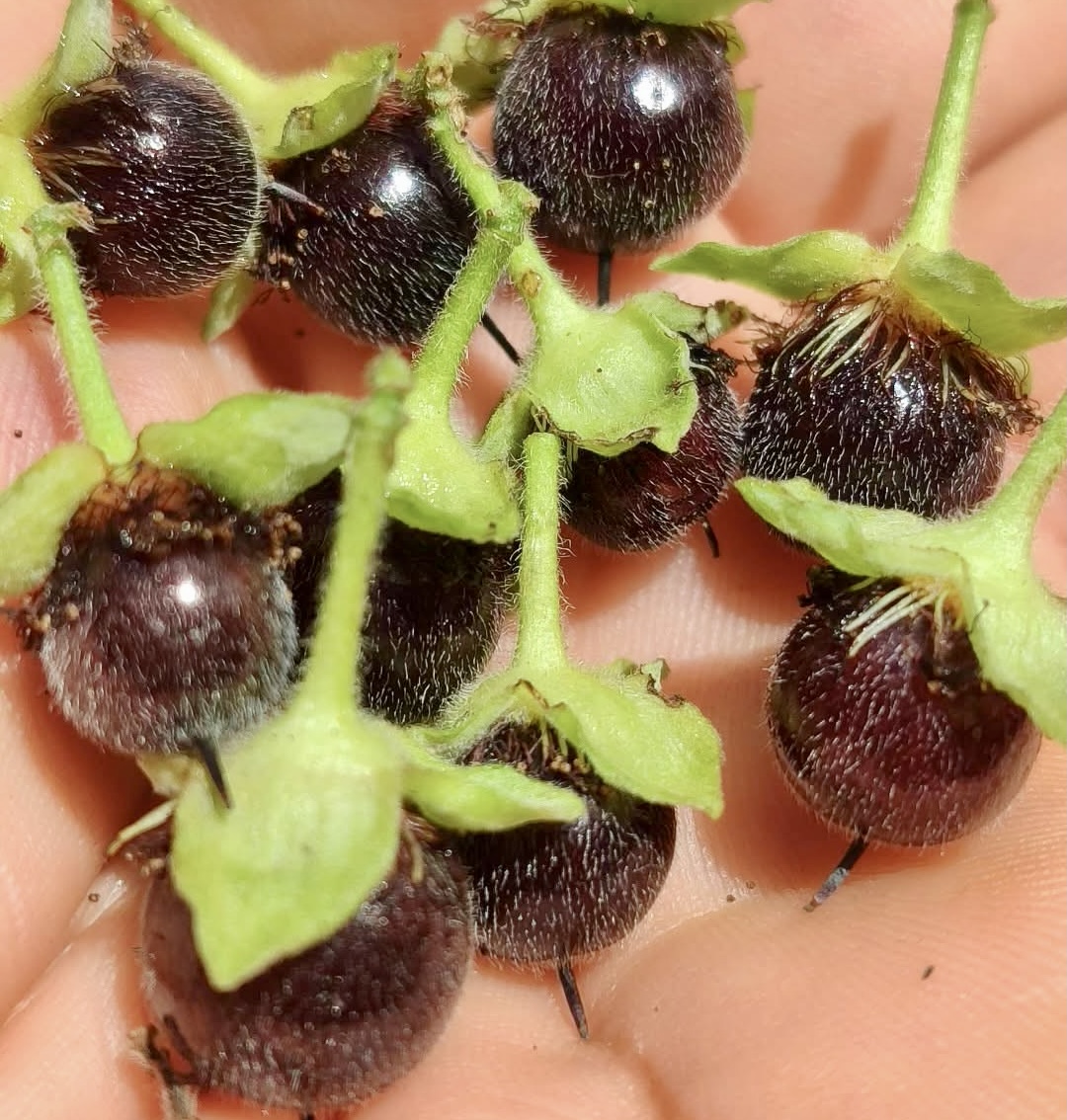 Guaí (Prockia crucis) - 10 fresh seeds / 10 frische Samen 