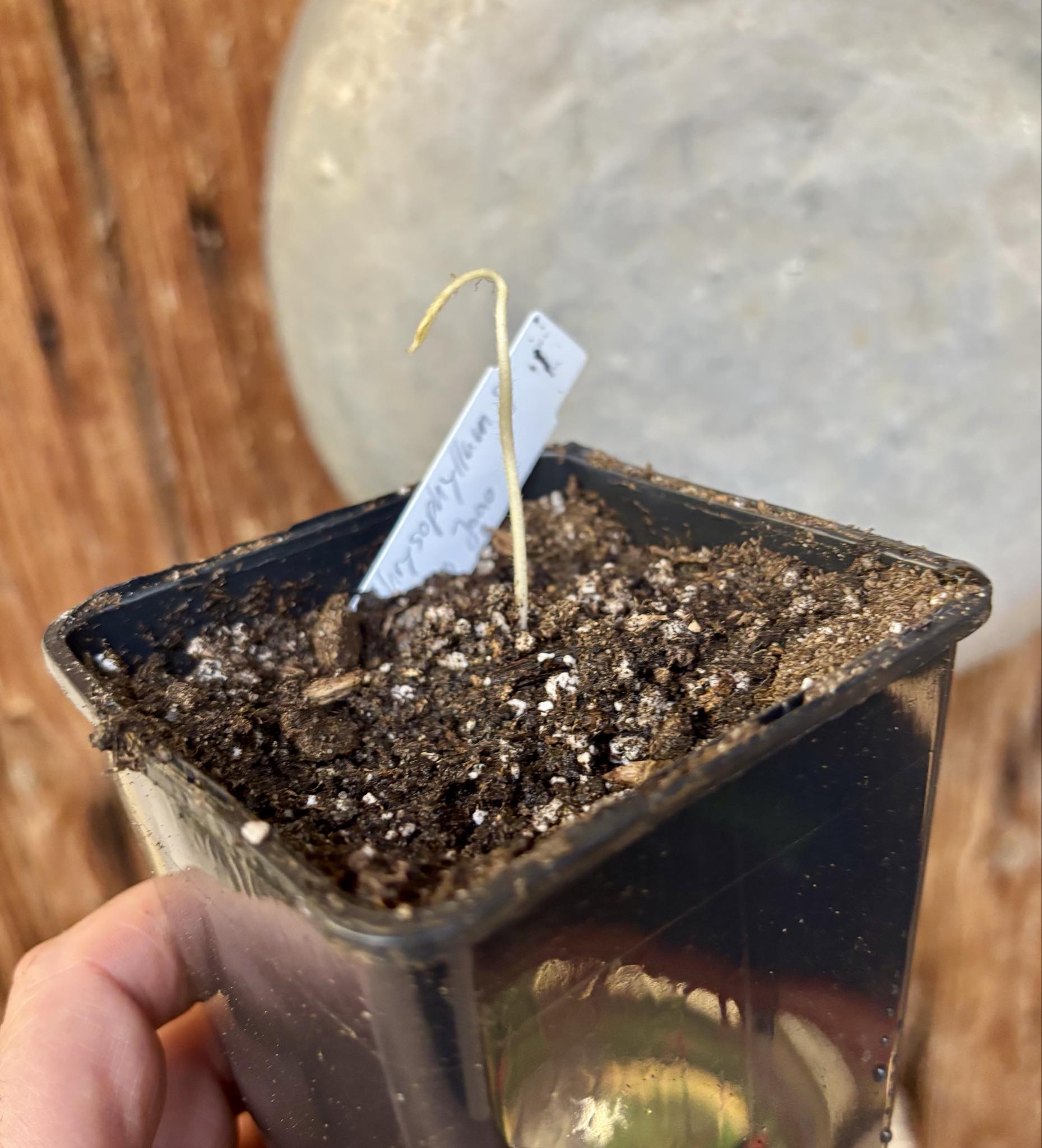 Goiapeba - Chrysophyllum sp Sao Joao - 1 potted seedling / 1 getopfter Sämling