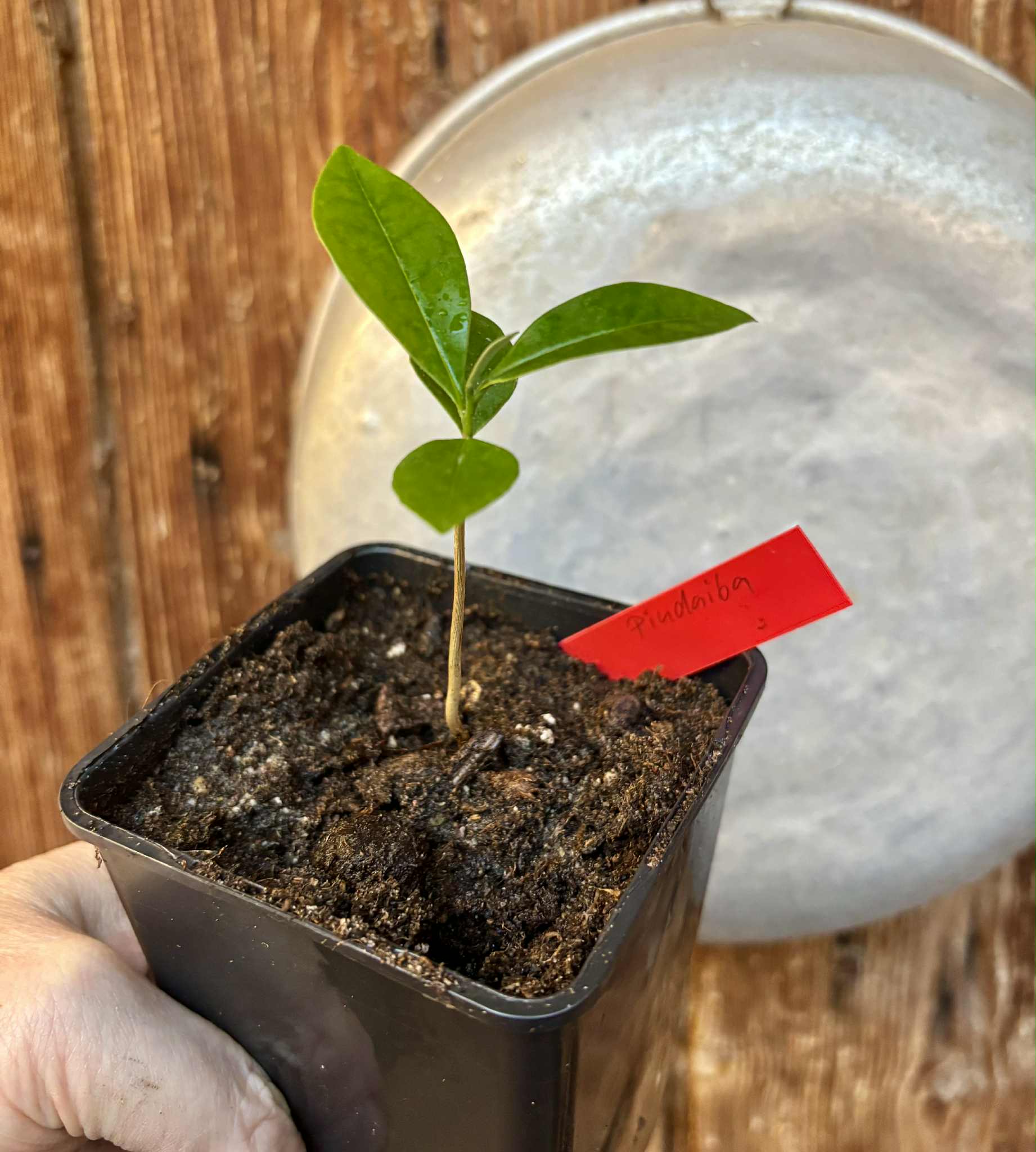 Duguetia lanceolata - Pindaiba - 1 small potted seedling / 1 kleiner, getopfter Sämling