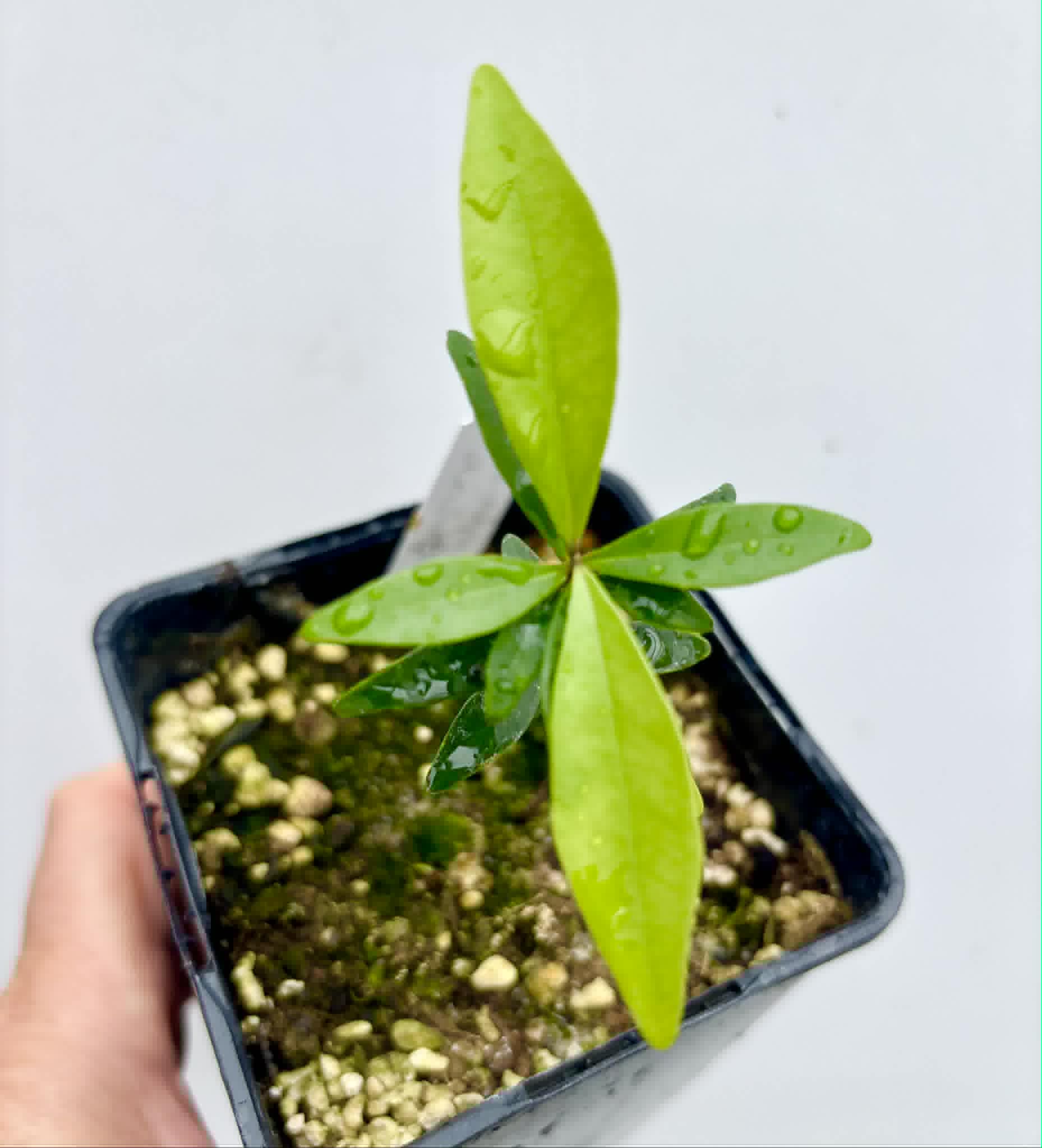 Eugenia axillaris  - White Stopper - 1 potted seedling / 1 getopfter Sämling