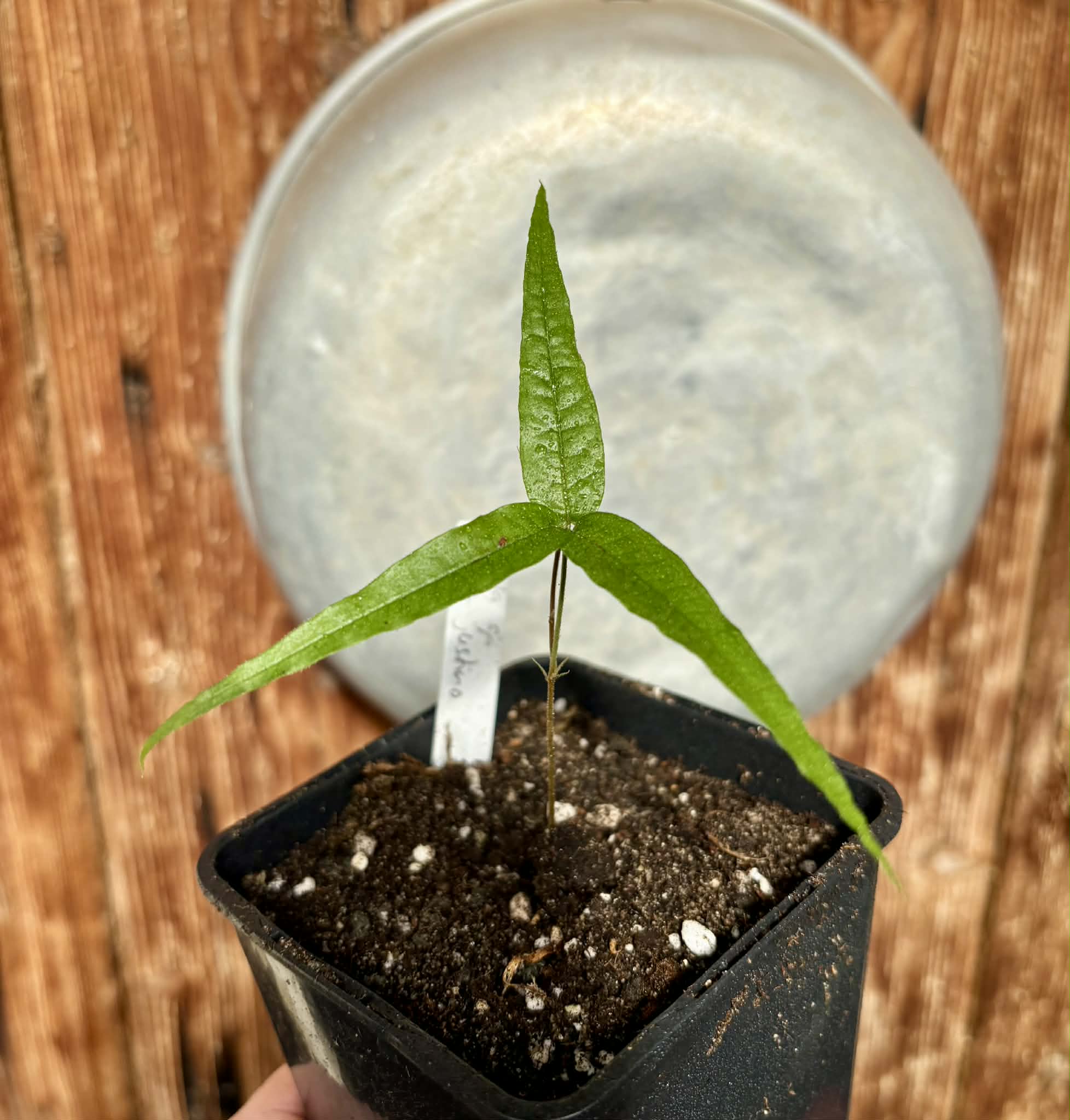 Plinia sp UNA justino -  1 potted seedling / 1 getopfter Sämling