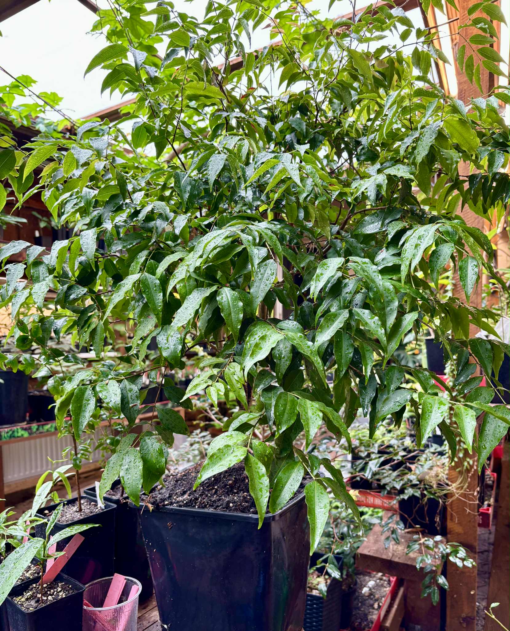 7+ years old - Jaboticaba Navel Costada (Plinia sp Navel Costada)  - 1 potted plant / 1 getopfte Pflanze