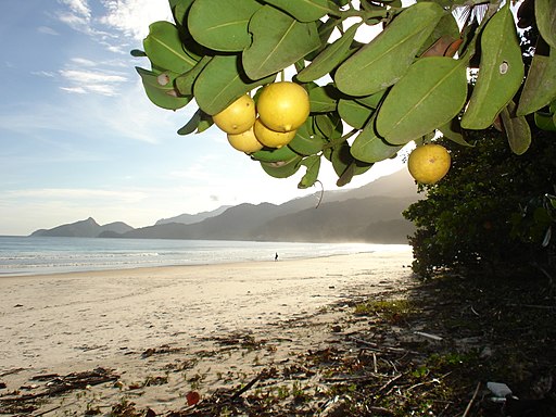 only 1 available - Abrico da Praia (Labramia bojeri) - 1 germinated seed / 1 gekeimter Samen