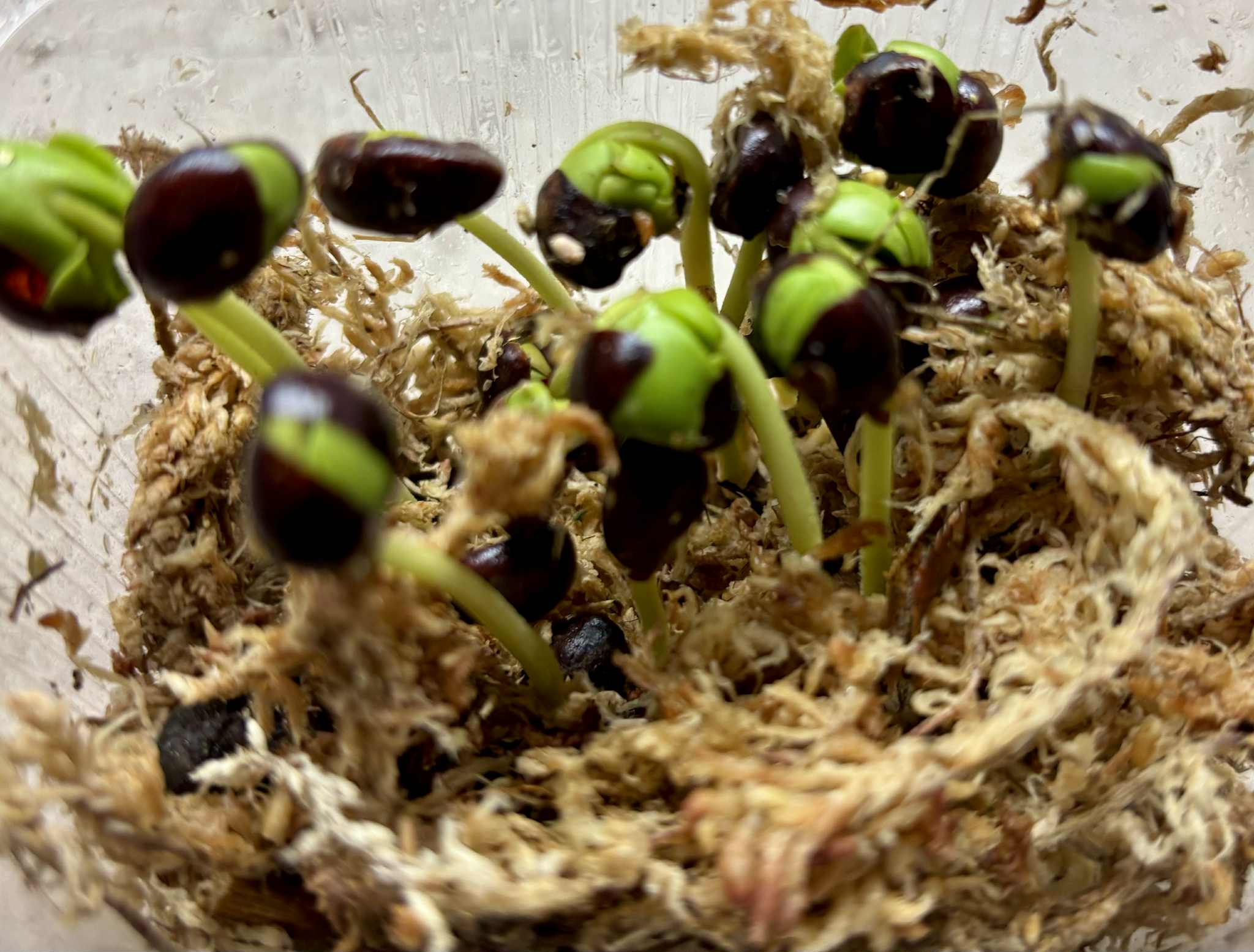 Myrcia sp linda -  1 germinated seed / 1 gekeimter Samen