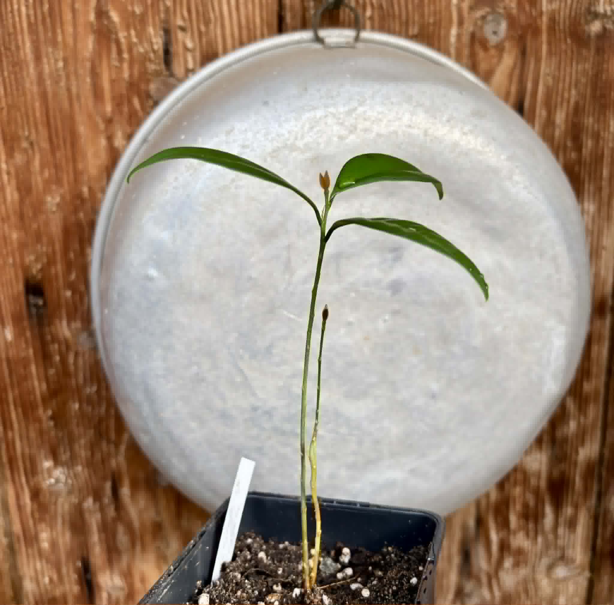 Eugenia sp Itayuba - 1 potted seedling / 1 getopfter Sämling