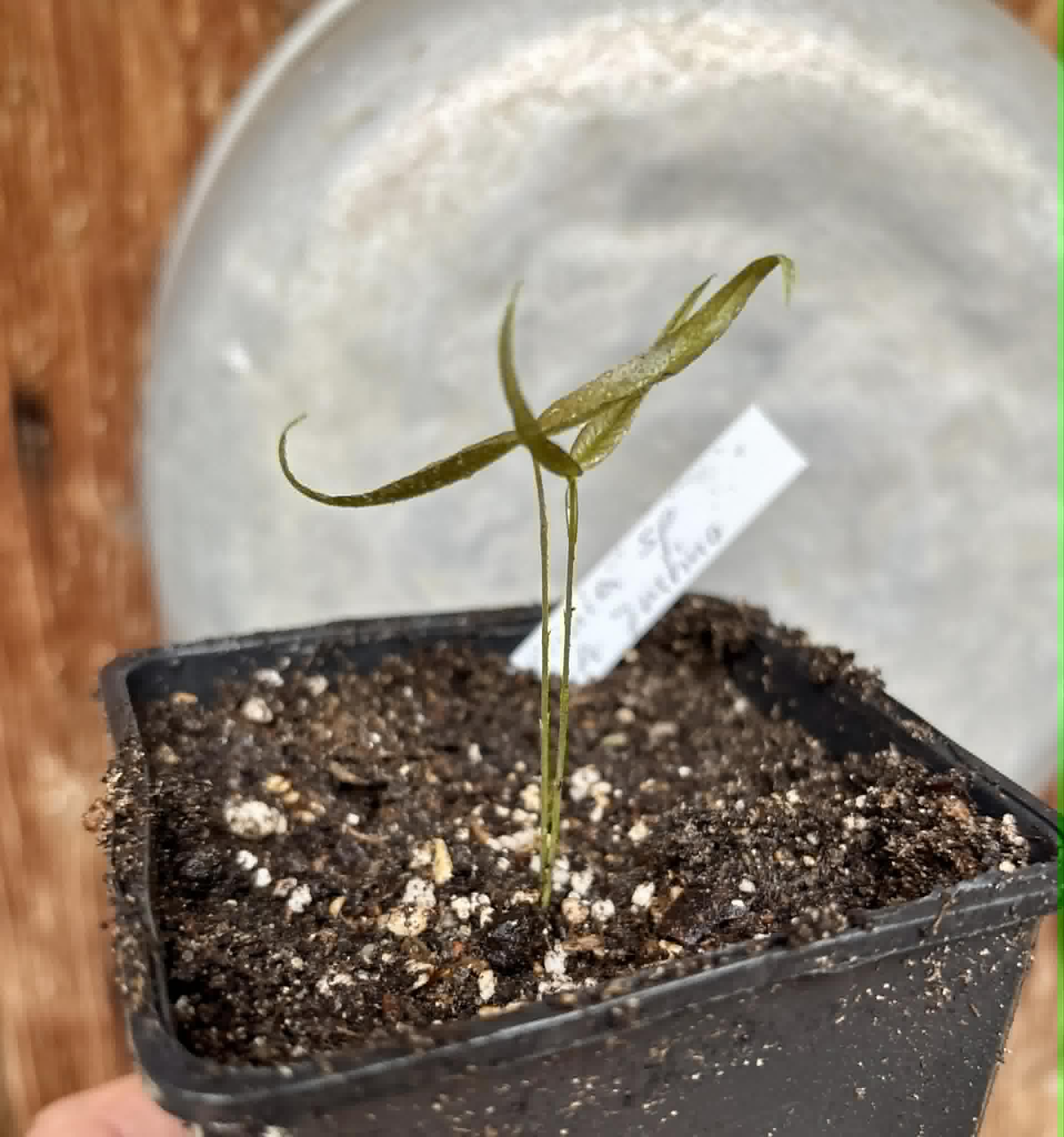 Plinia sp UNA justino -  1 potted seedling / 1 getopfter Sämling