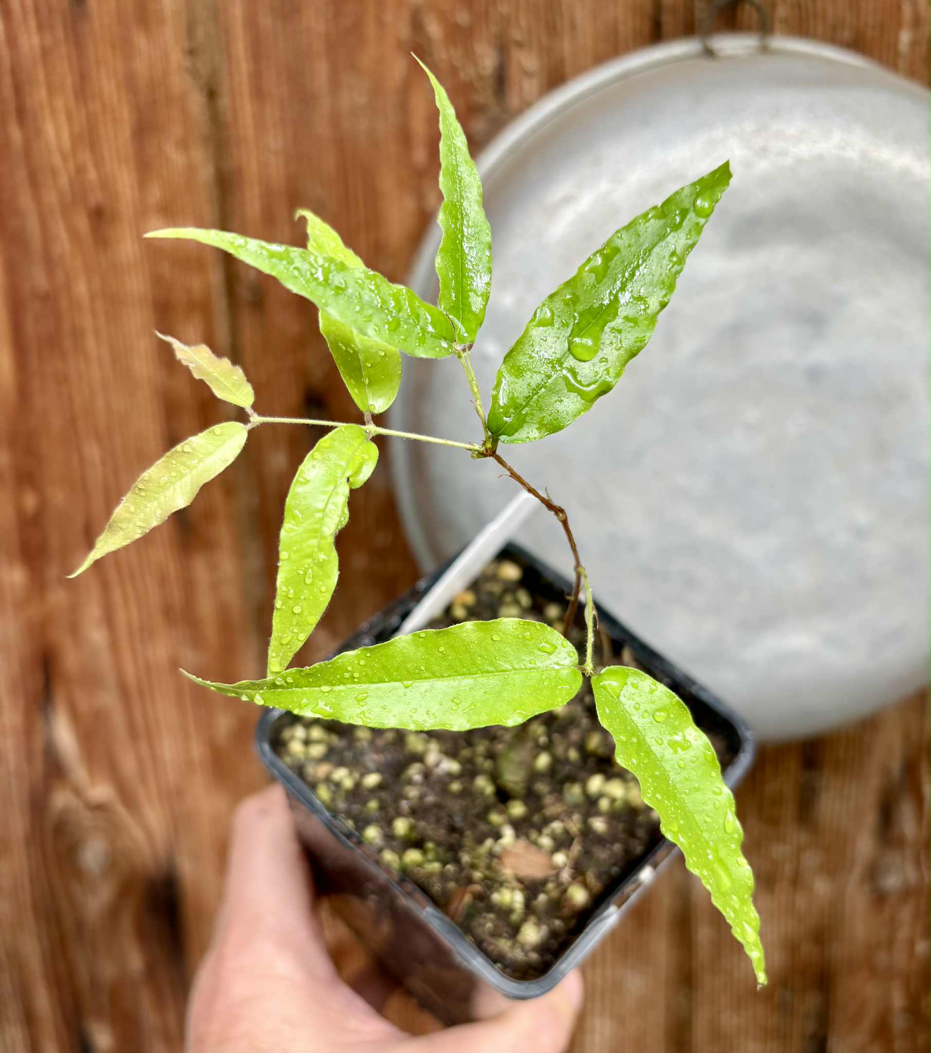Plinia sp Rajada Cabo longo verde Tupinamba - Jaboticaba - 1 potted seedling / 1 getopfter Sämling Plinia sp Rajada Cabo longo verde Tupinamba - Jaboticaba - 1 potted seedling / 1 getopfter Sämling