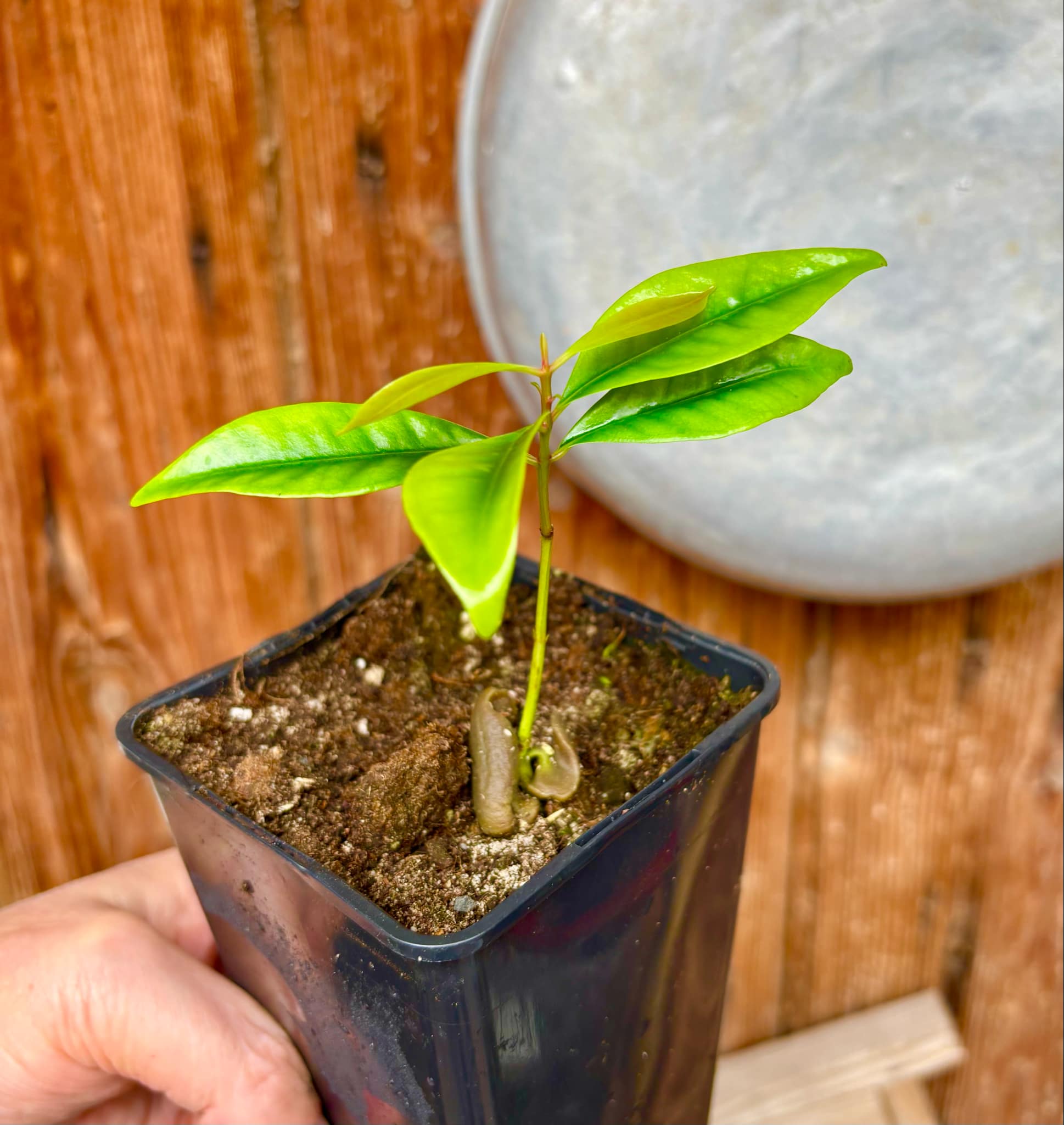Syzygium aromaticum - Clove - Gewürznelke - 1 small potted seedling / 1 kleiner, getopfter Sämling