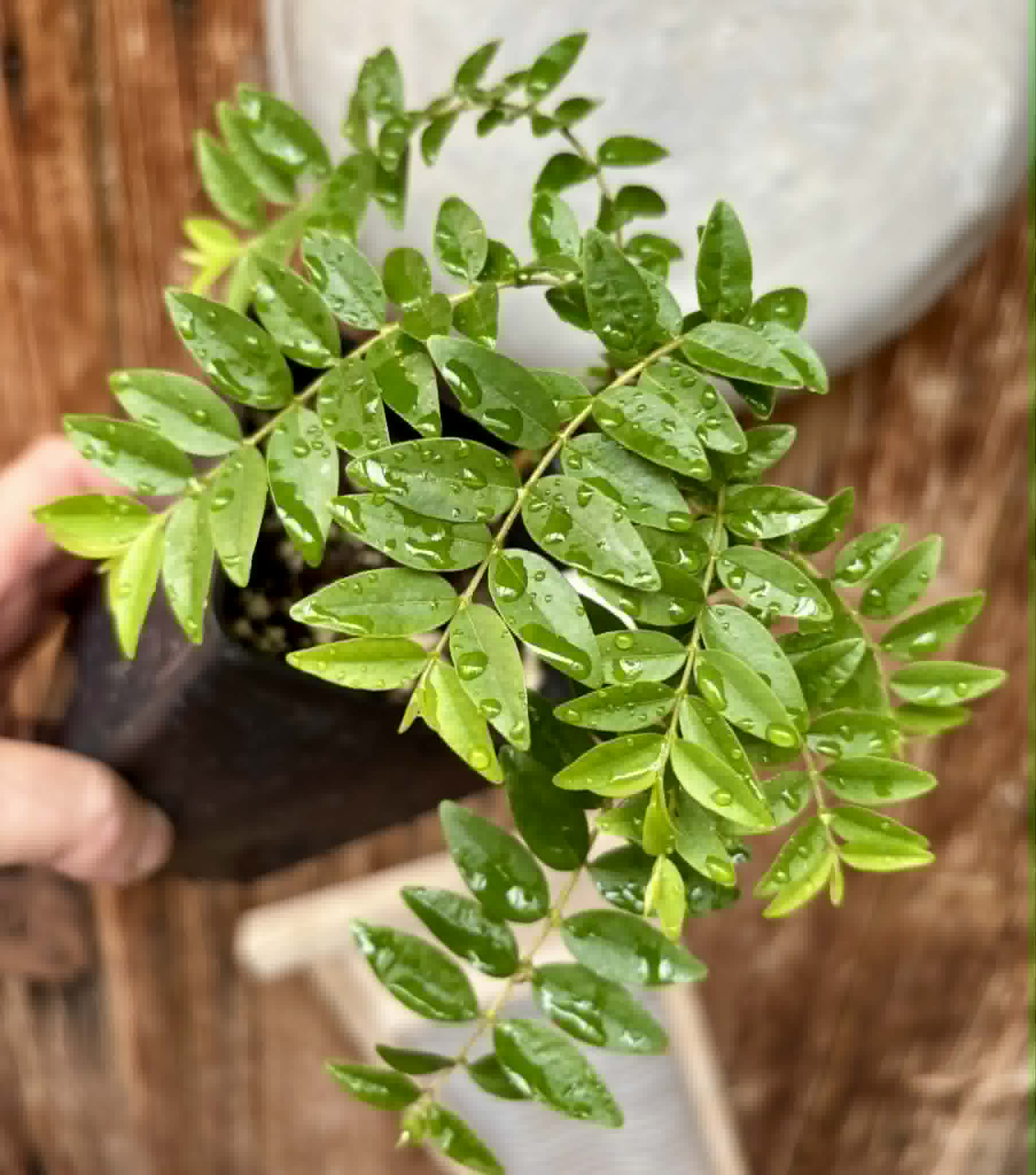 Myrciaria sp Pastora - 1 potted seedling / 1 getopfter Sämling