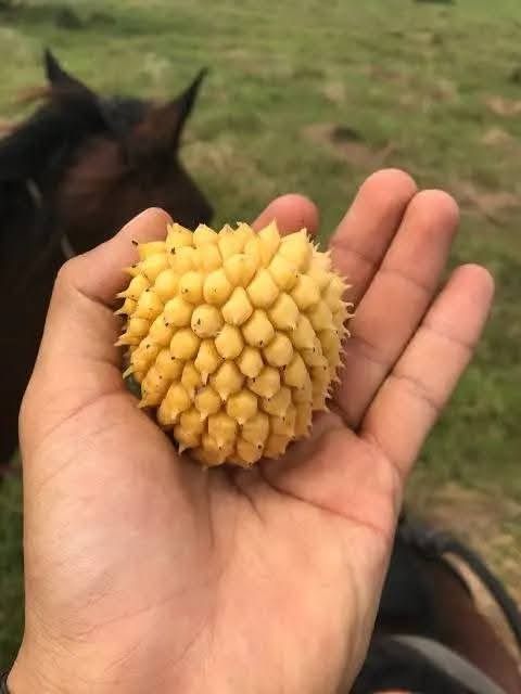 2.5 years old - Annona jahnii - 1 potted plant / 1 getopfte Pflanze