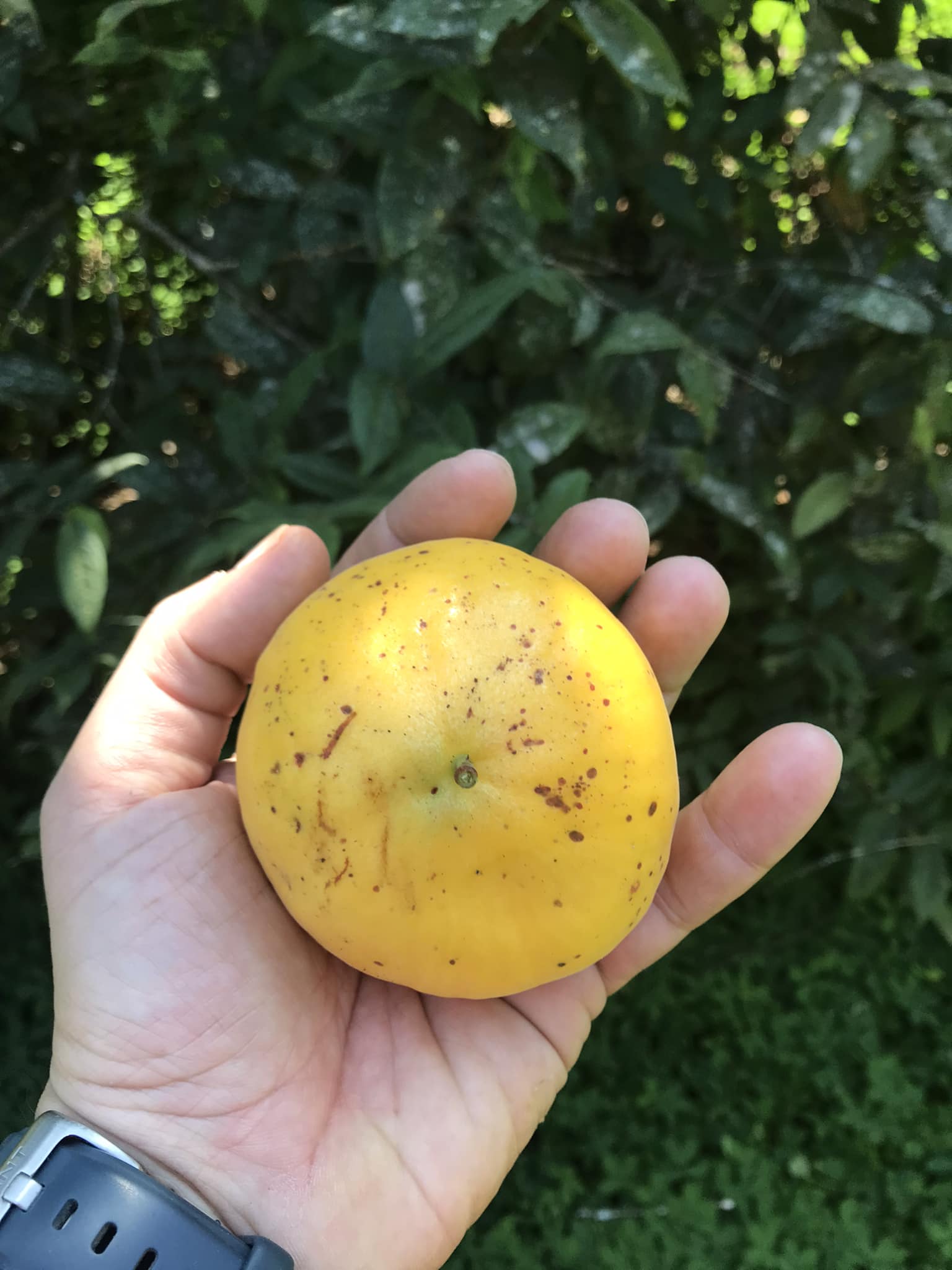 Pre Order - Araçá-boi (Eugenia stipitata) - 1 fresh seed / 1 frischer Samen