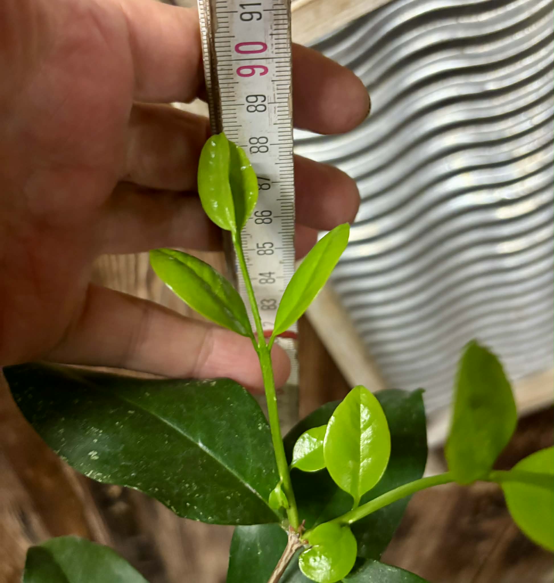 5 years old - Eugenia sp Laranja Serralandia - 1 potted plant / 1 getopfte Pflanze