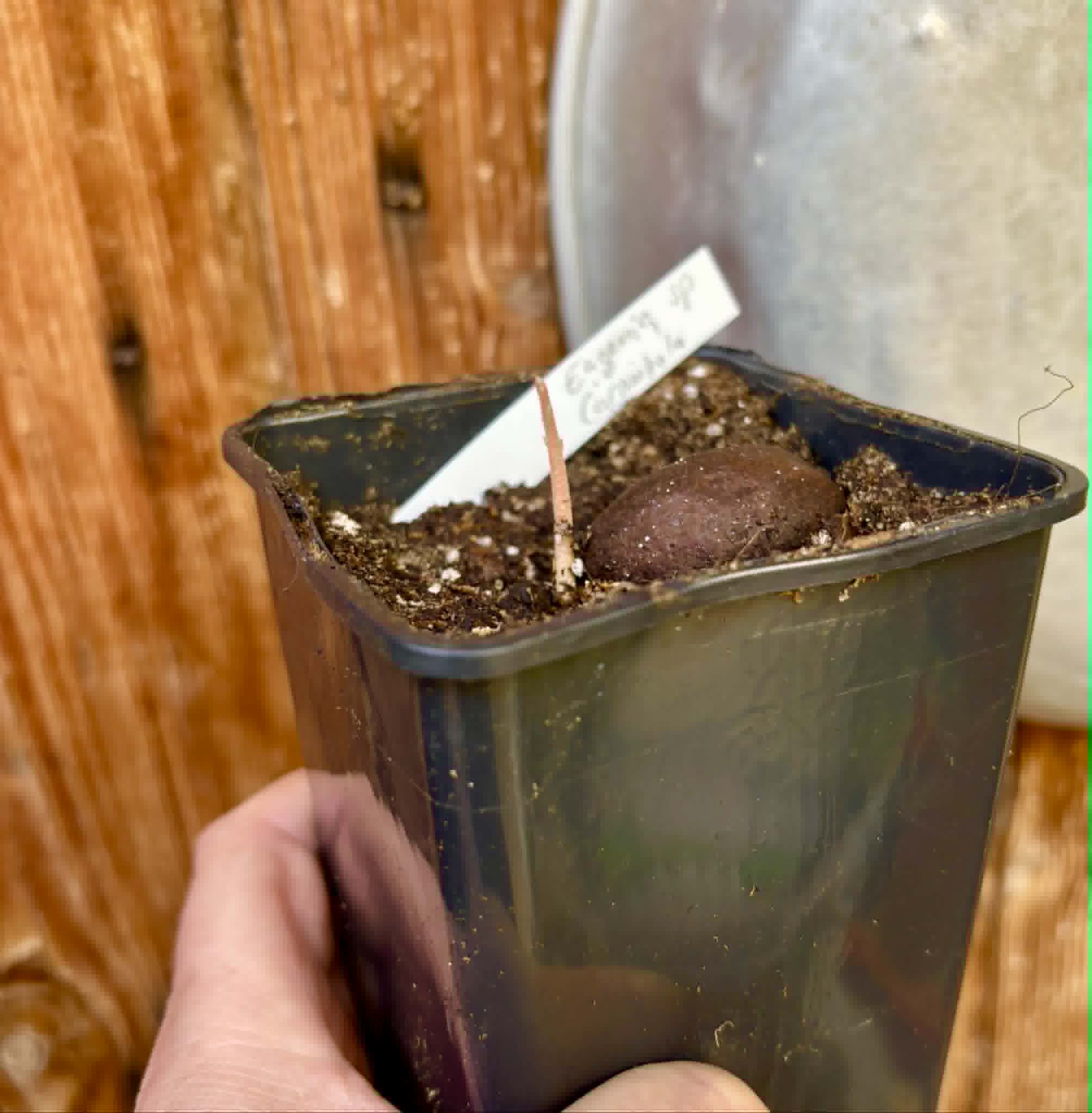 Eugenia sp Carambola - 1 potted seedling / 1 getopfter Sämling