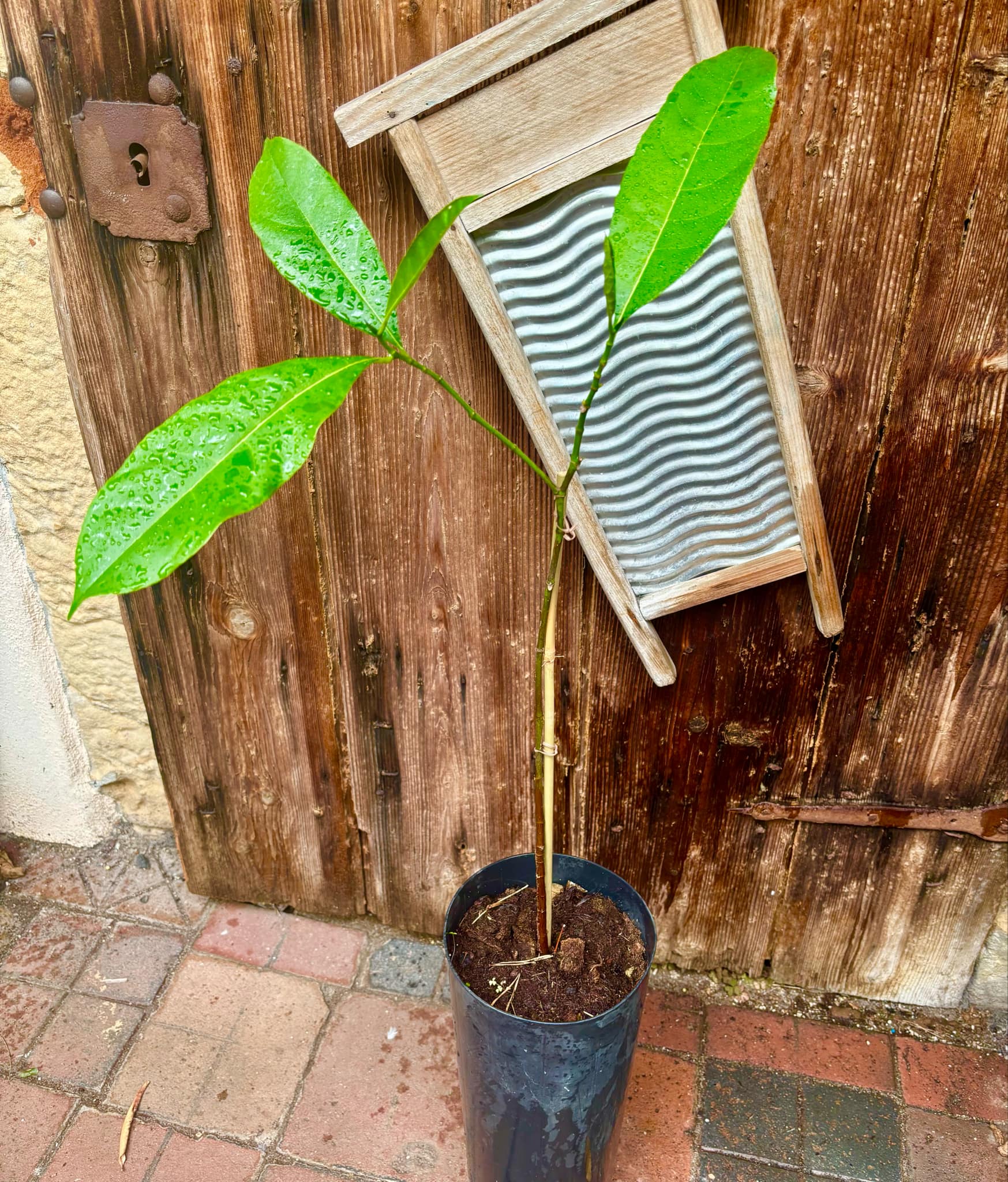 3 years old - Red Jackfruit (Artocarpus heterophyllus) - 1 pottet plant, 1 getopfte Pflanze