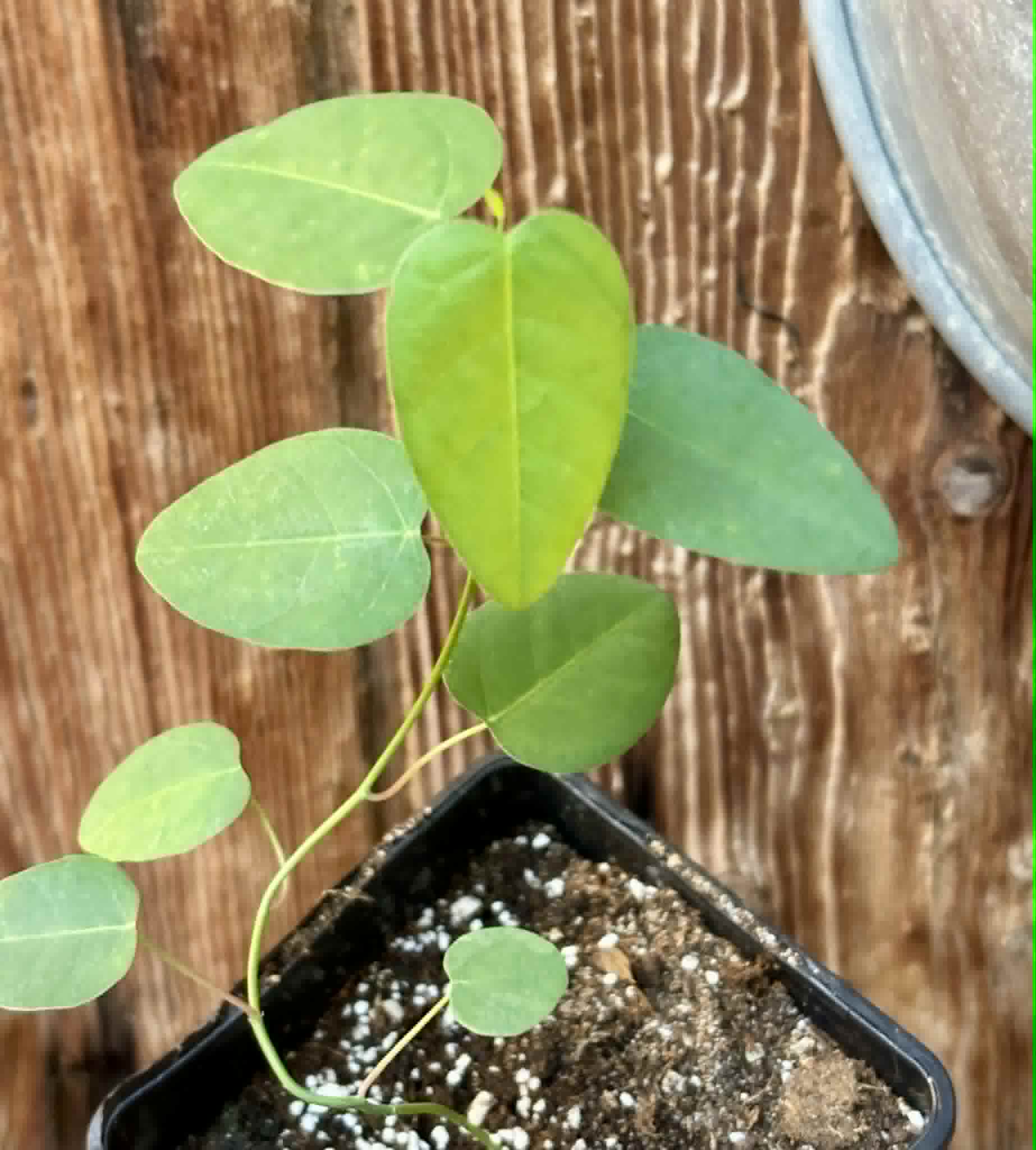 Passiflora silvestris - 1 potted seedling / 1 getopfter Sämling