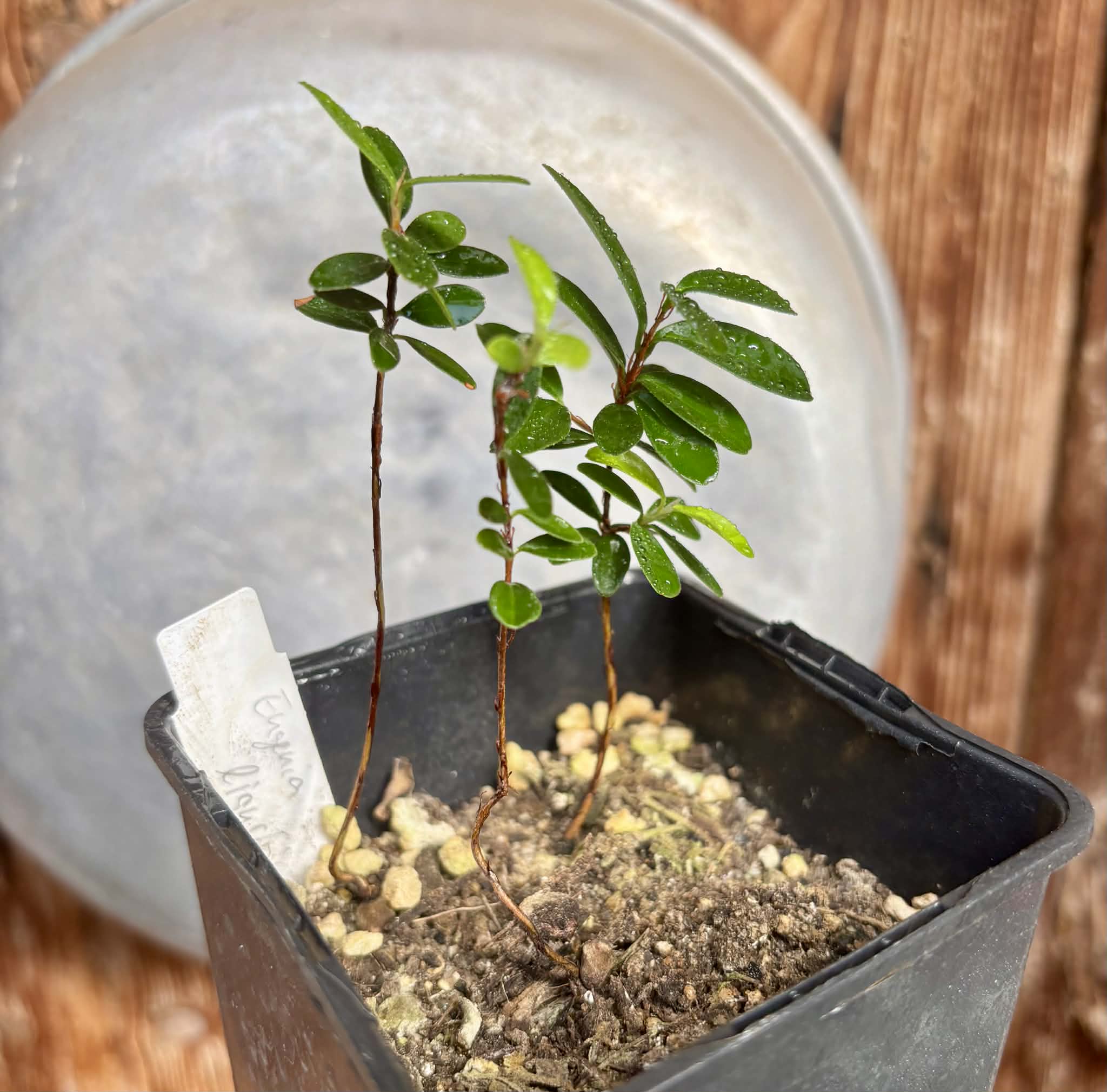 3 in 1 pot - Eugenia ligustrina - 3 seedlings in one pot / 3 Sämlinge in einem Topf