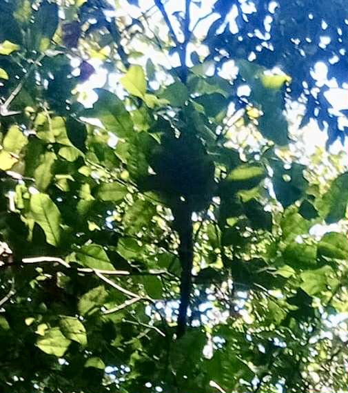 Unknown fruit from Amazonas Rondonia Brasil - 1 fresh seed / 1 frischer Samen Unknown fruit from Amazonas Rondonia Brasil - 1 fresh seed / 1 frischer Samen