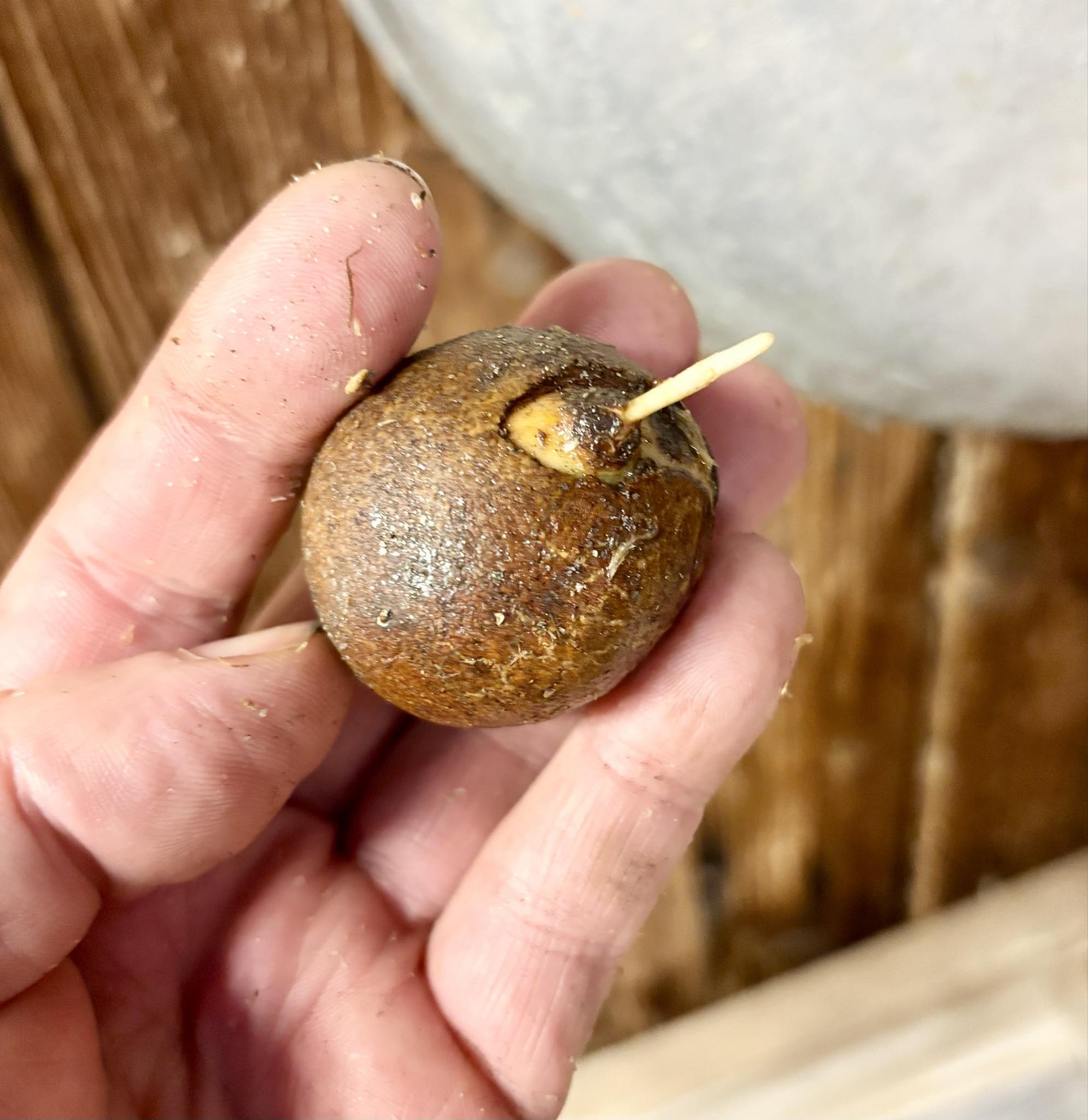 Eugenia sp Laranja Camamu - 1 germinated seed / 1 gekeimter Samen