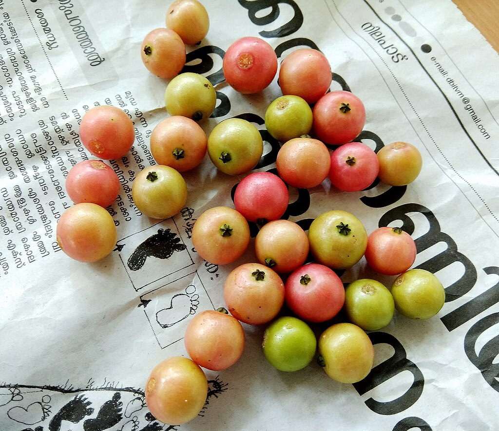 rooted cutting - Muntingia calabura (Jamaika Cherry / Panama Cherry) - 1 potted plant / 1 getopfte Pflanze
